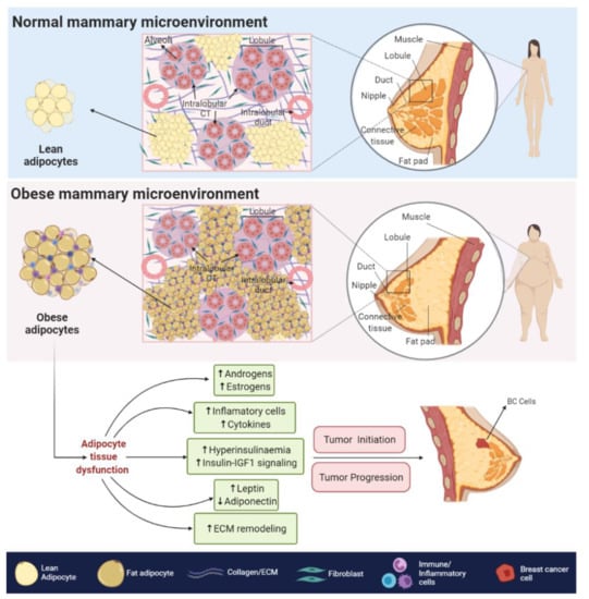 Cancers | Free Full-Text | Obesity And Androgen Receptor Signaling ...