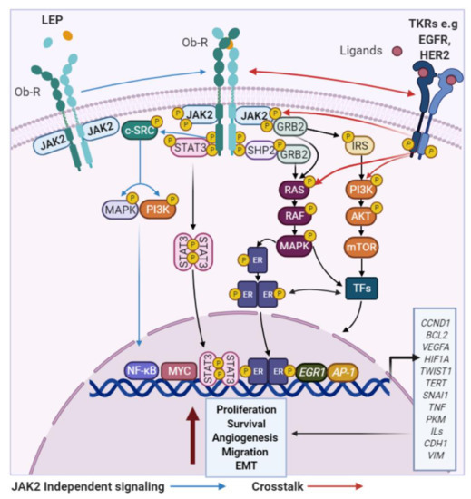 Cancers | Free Full-Text | Obesity and Androgen Receptor Signaling:  Associations and Potential Crosstalk in Breast Cancer Cells