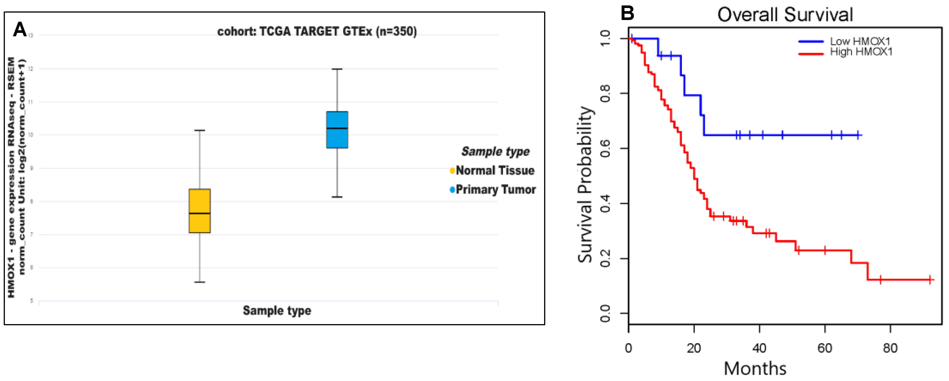 Cancers | Free Full-Text | Heme Oxygenase-1 Inhibition Potentiates the  Effects of Nab-Paclitaxel-Gemcitabine and Modulates the Tumor  Microenvironment in Pancreatic Ductal Adenocarcinoma