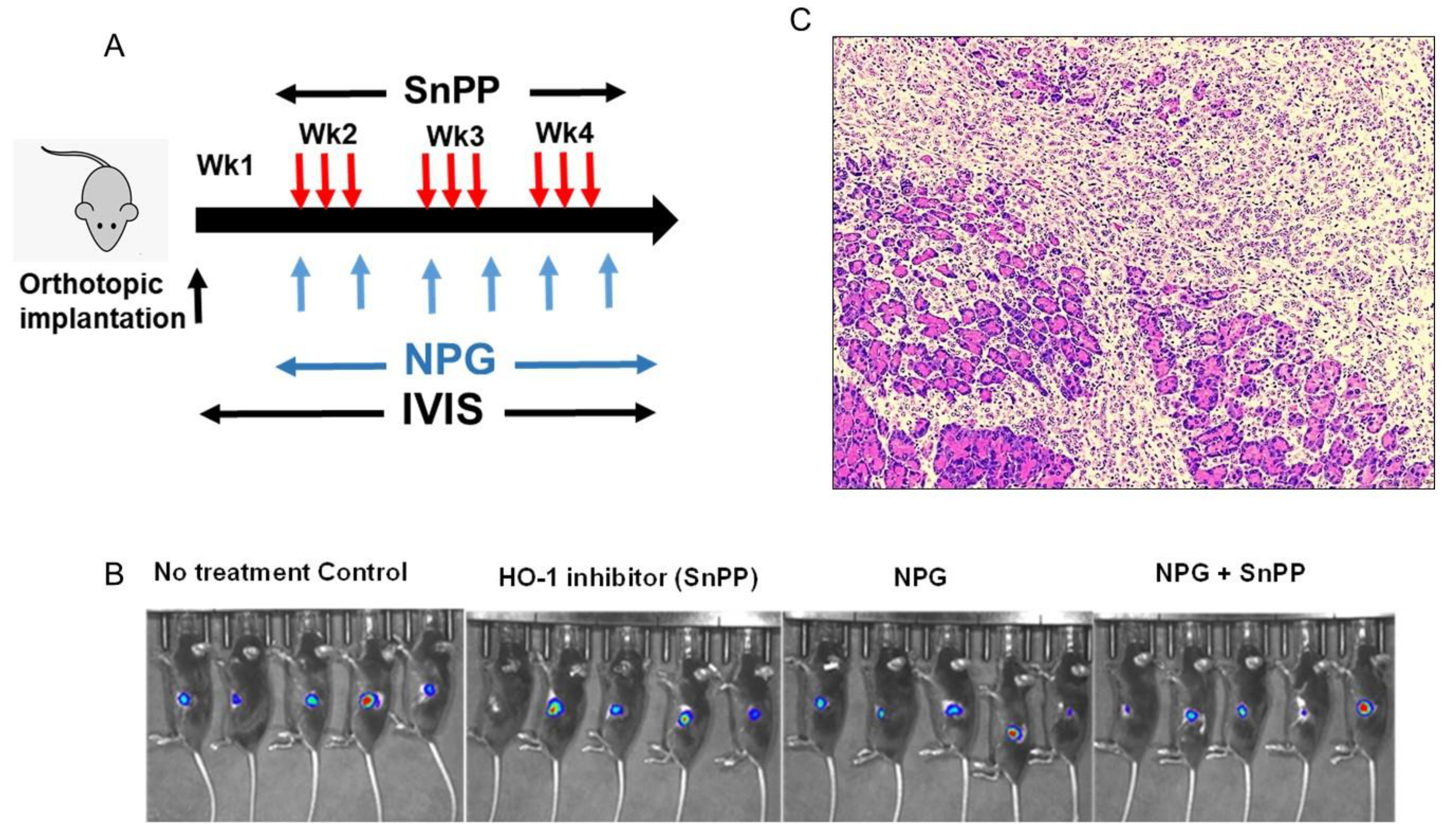 Cancers 13 02264 g007a Cancers 13 02264 g007a