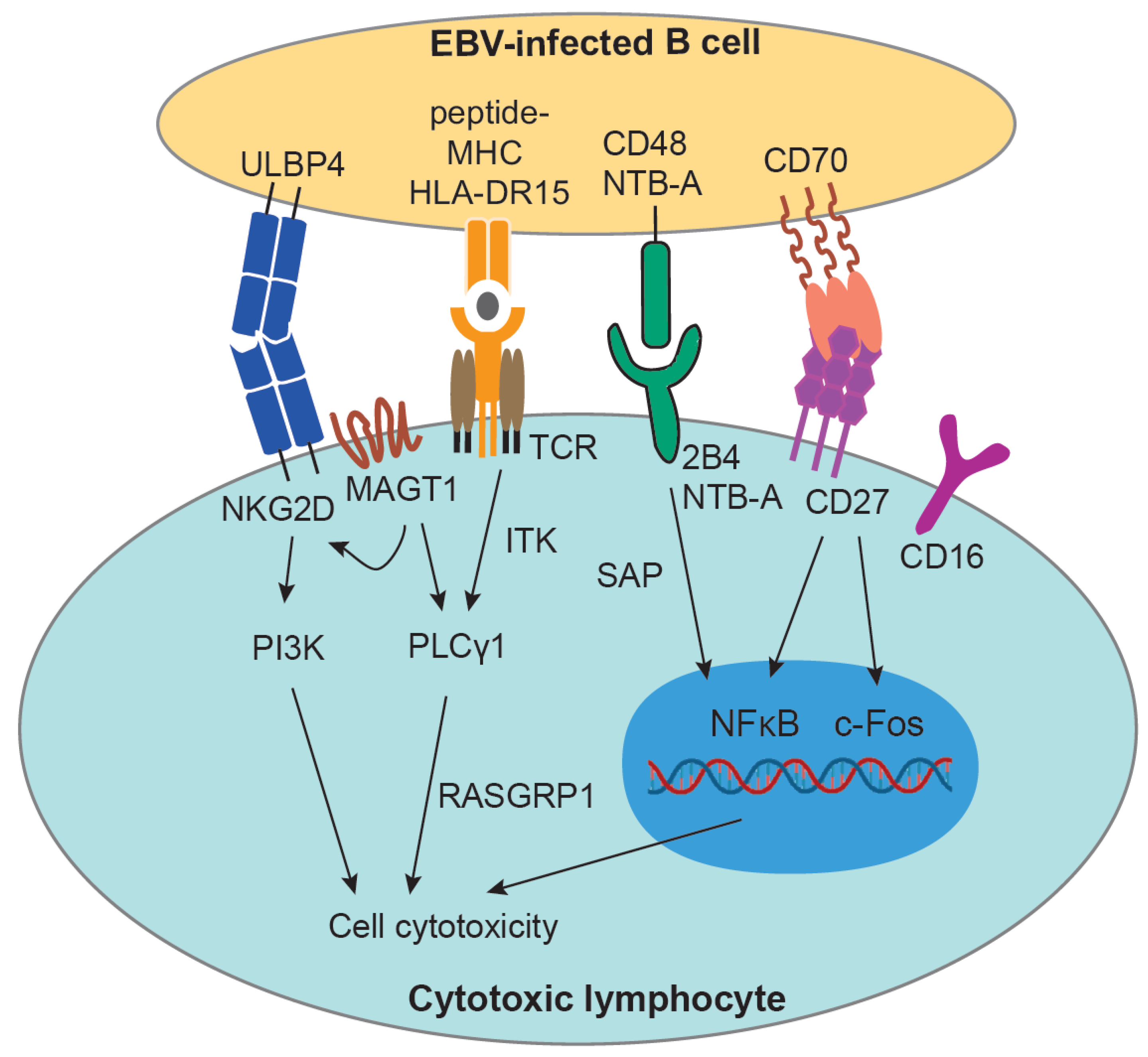 Cancers | Free Full-Text | Roles of Lytic Viral Replication and  Co-Infections in the Oncogenesis and Immune Control of the Epstein–Barr  Virus | HTML