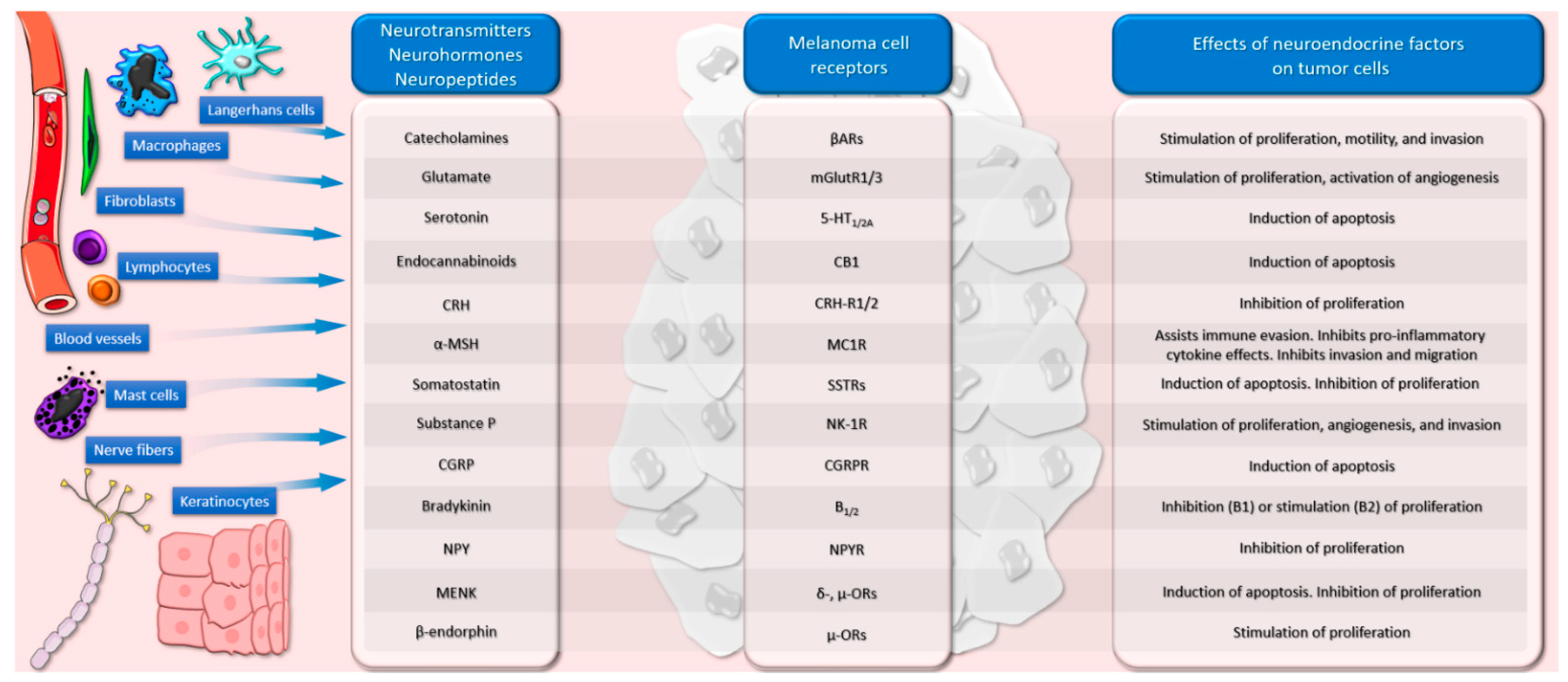 Cancers | Free Full-Text | Neuroendocrine Factors in Melanoma Pathogenesis  | HTML