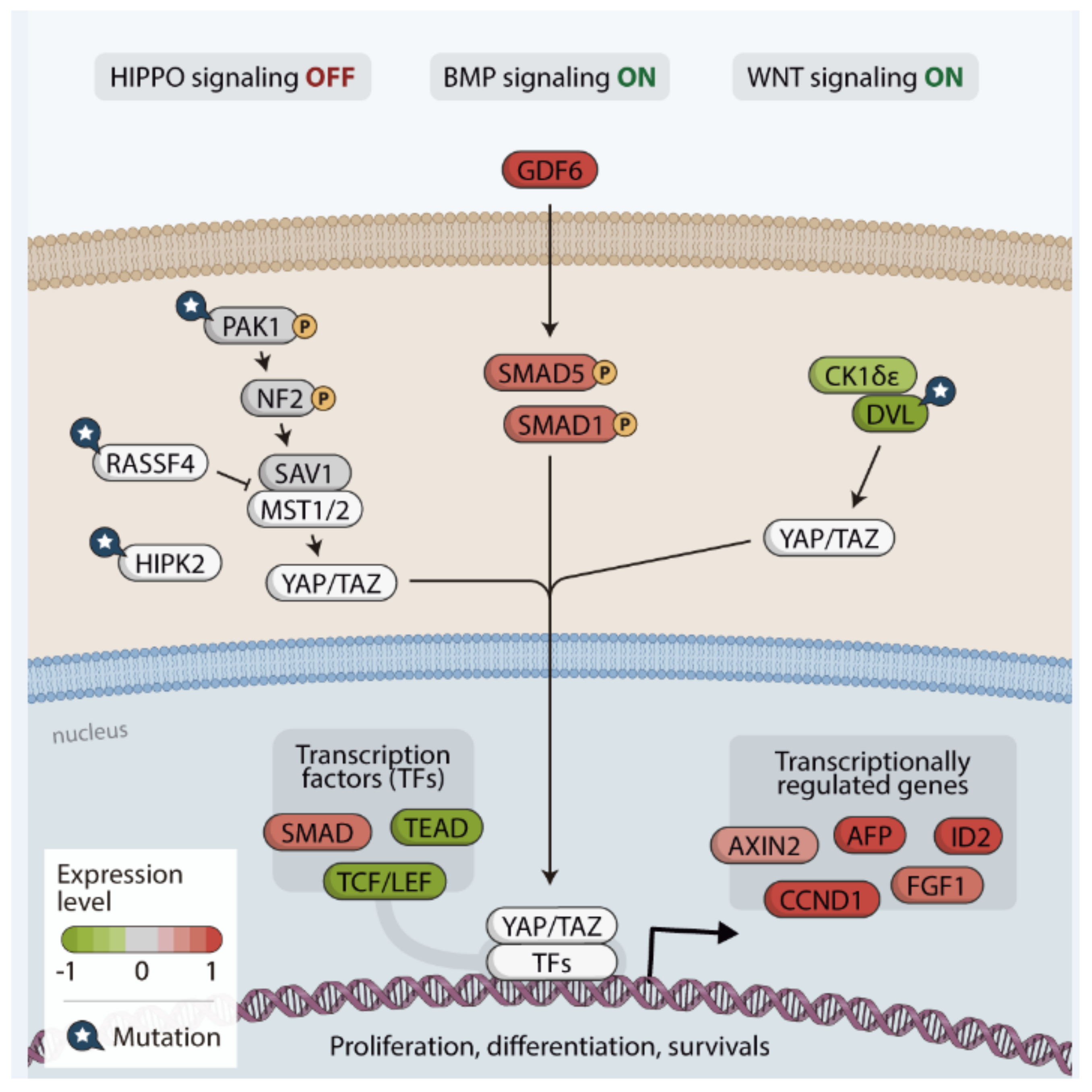 Cancers 13 02306 g008 Cancers 13 02306 g008