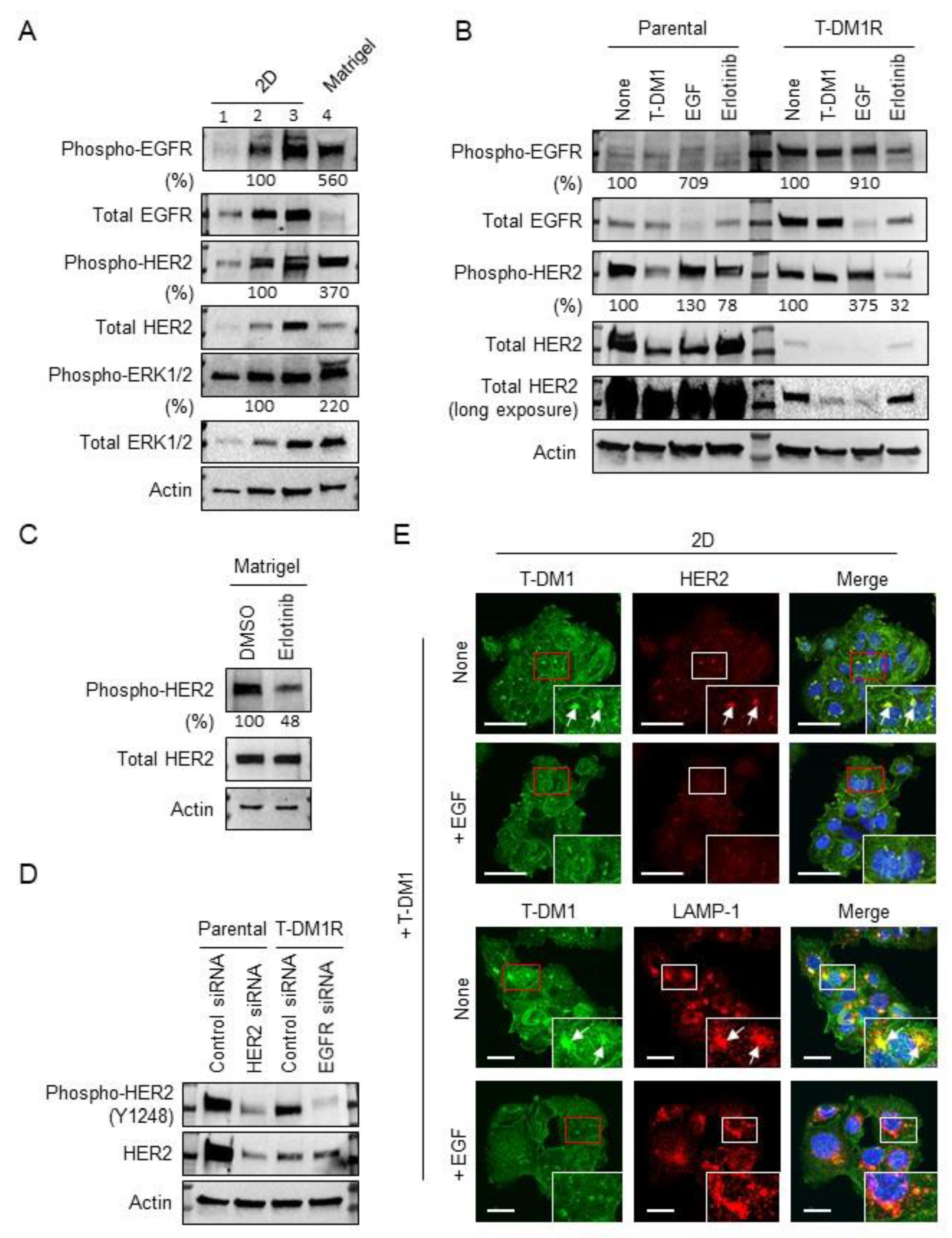 Cancers 13 02331 g002 Cancers 13 02331 g002