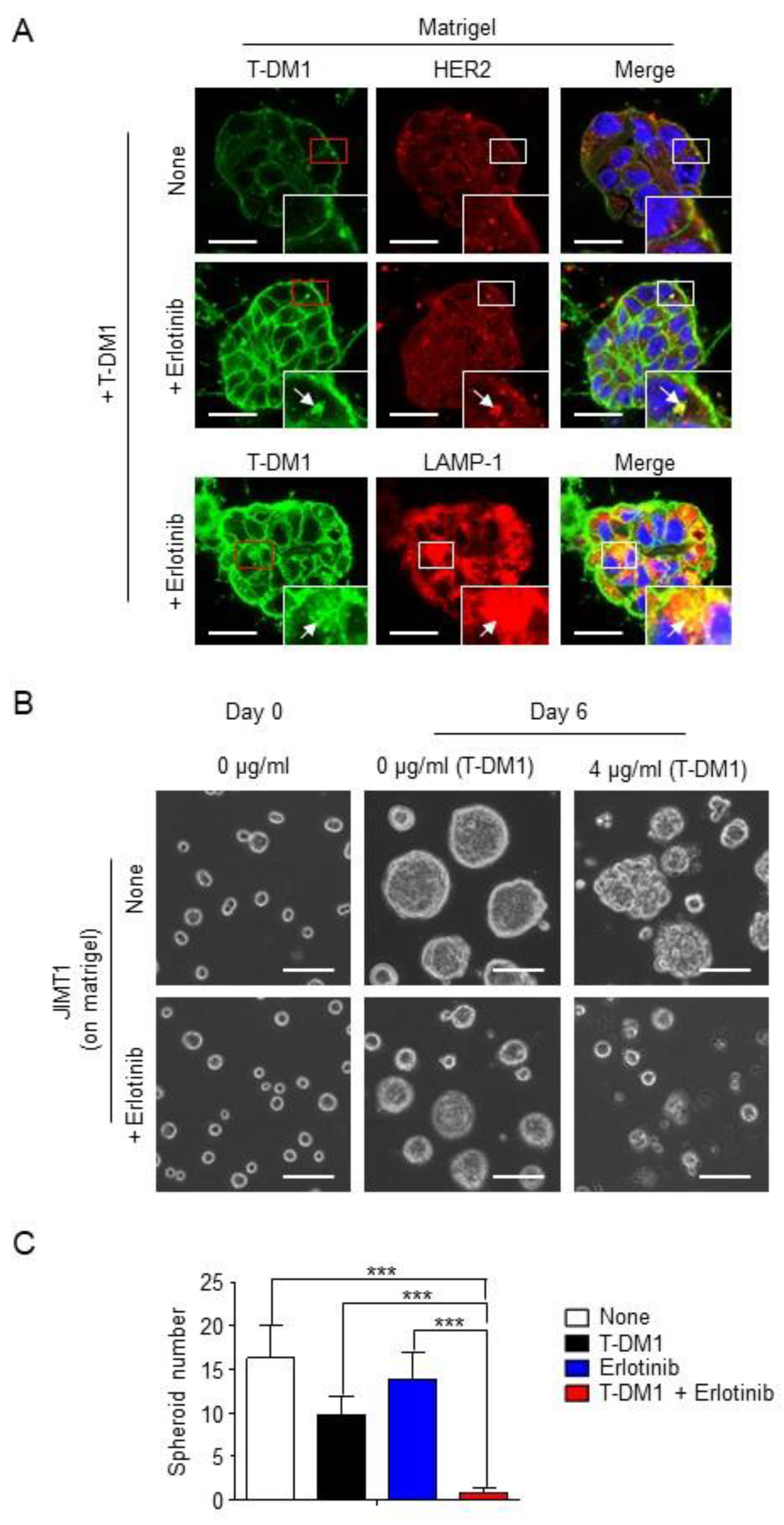 Cancers 13 02331 g003 Cancers 13 02331 g003