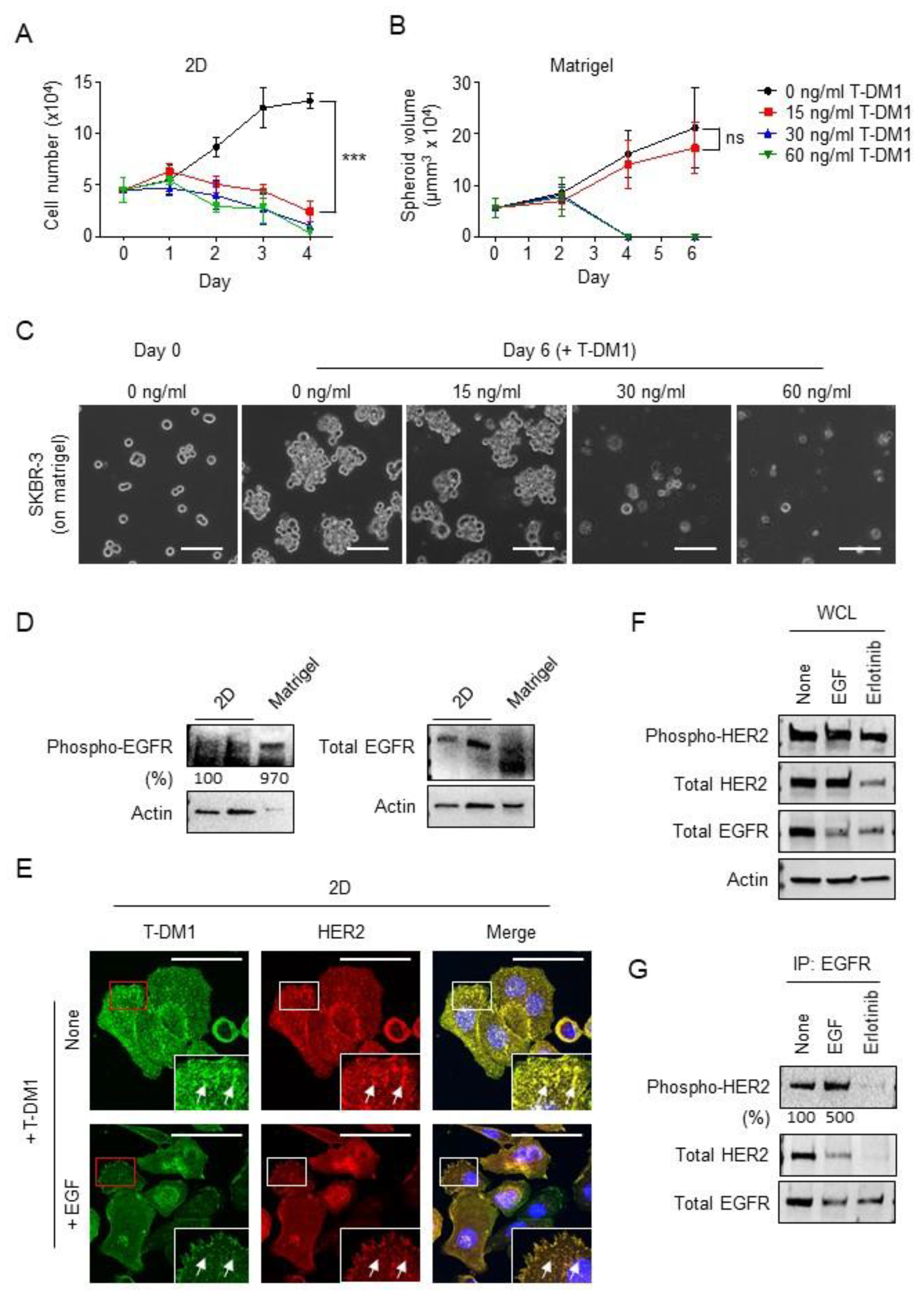 Cancers 13 02331 g005 Cancers 13 02331 g005