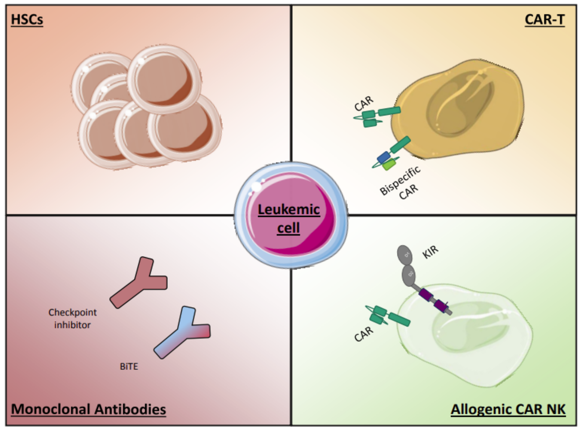 11++ Aml end stages information