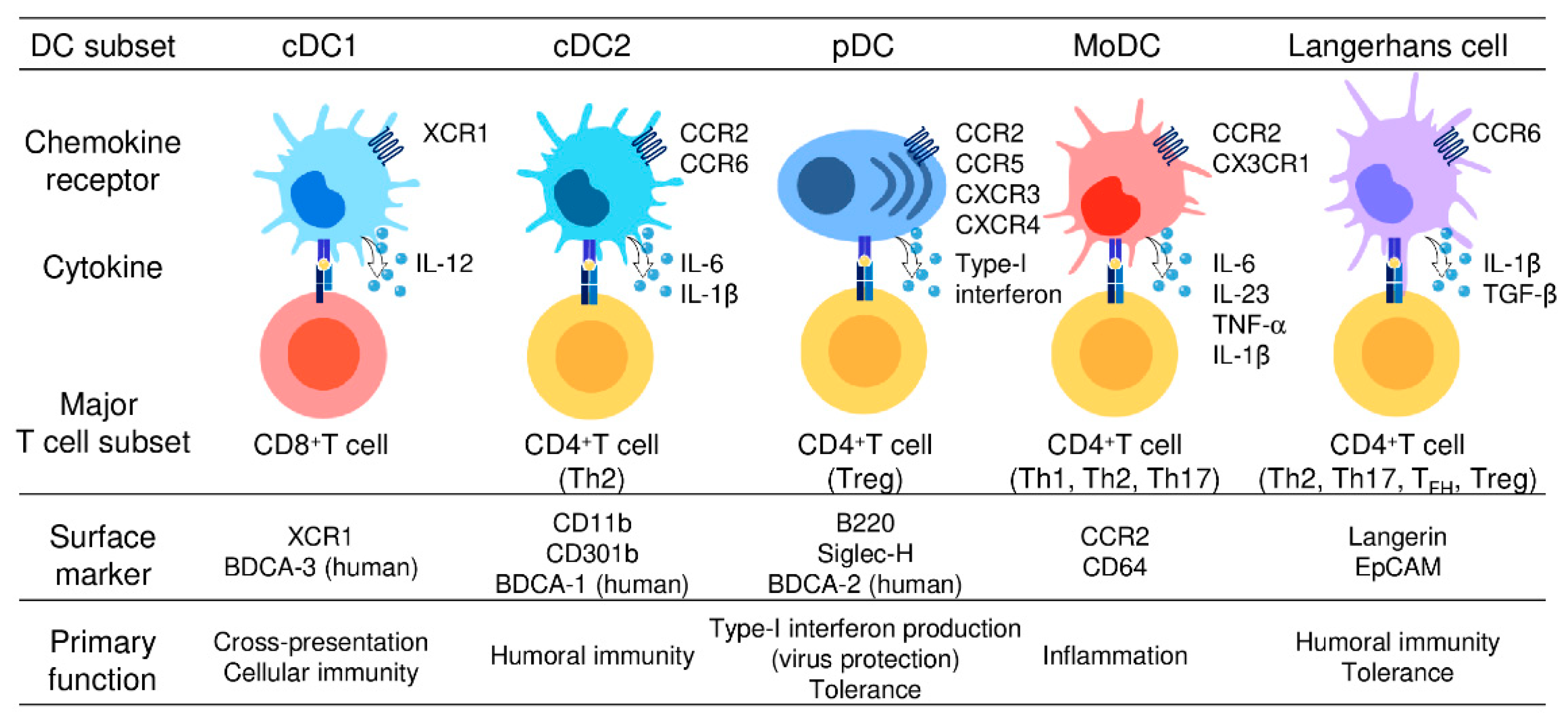 Dendritic Cell Therapy