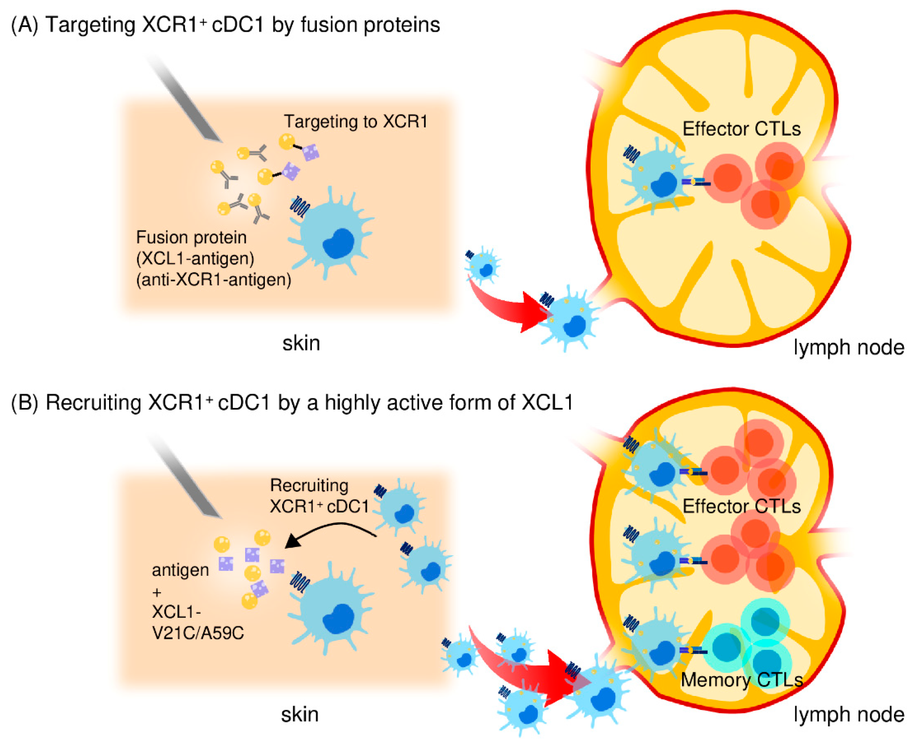 Cancers 13 02495 g002