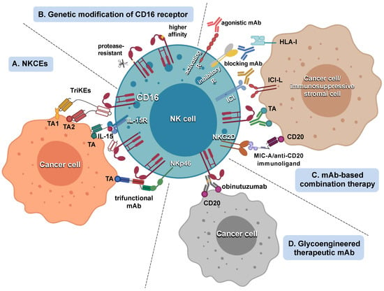 Cancers | Free Full-Text | Harnessing CD16-Mediated NK Cell Functions to  Enhance Therapeutic Efficacy of Tumor-Targeting mAbs | HTML