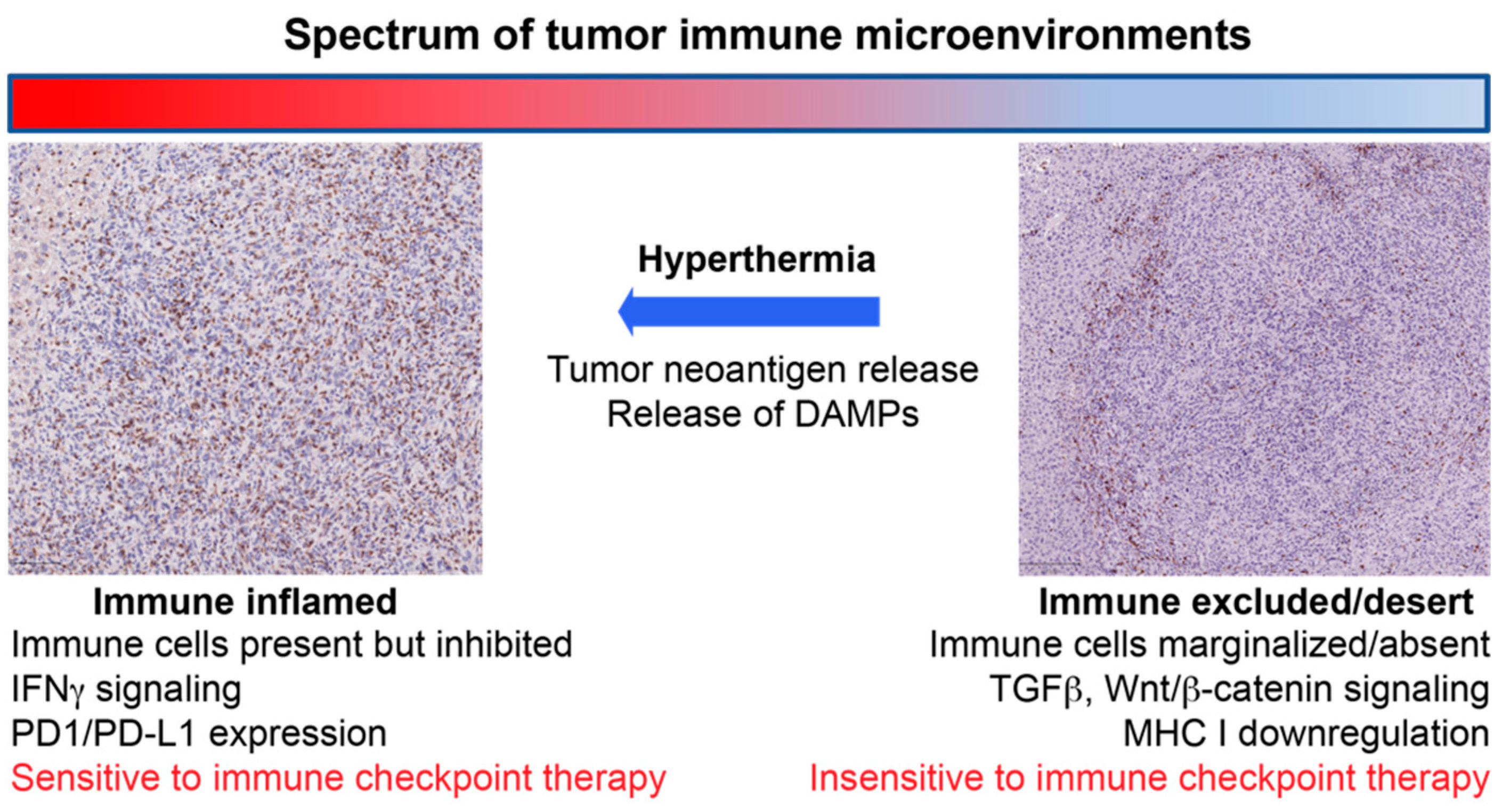 Cancers 13 02507 g001