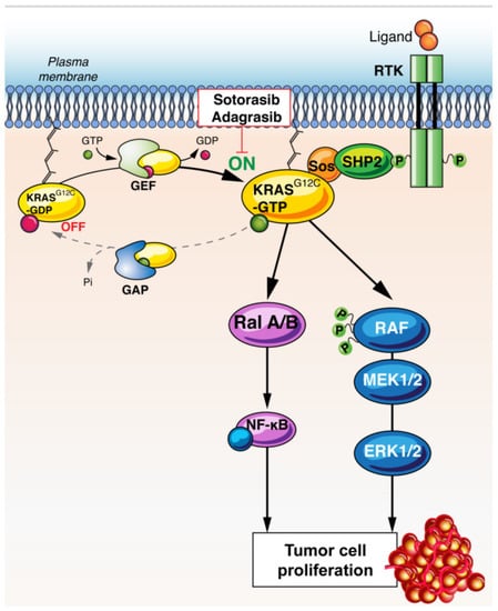 Cancers | Free Full-Text | KRAS G12C Mutations In NSCLC: From Target To ...