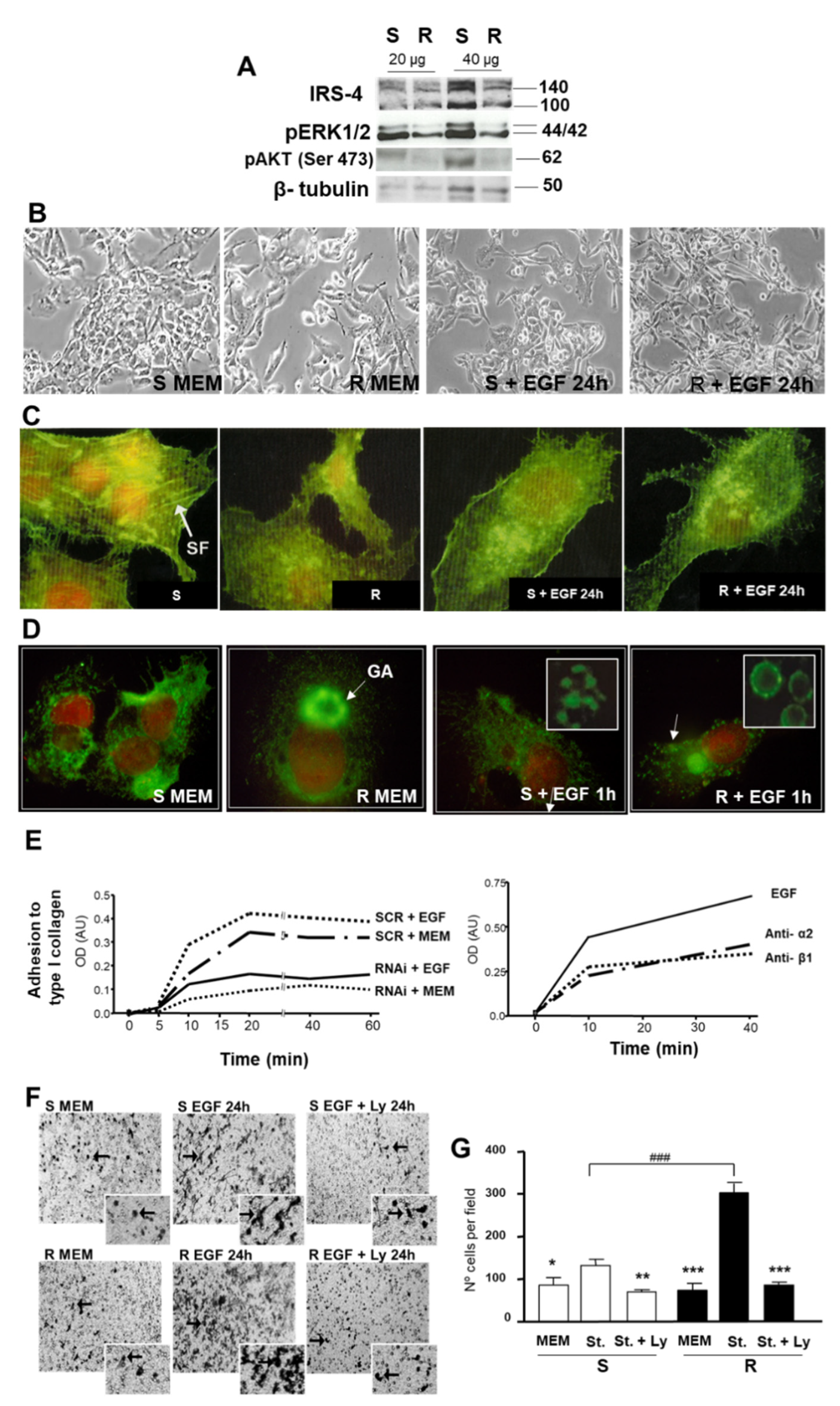 Cancers 13 02560 g007