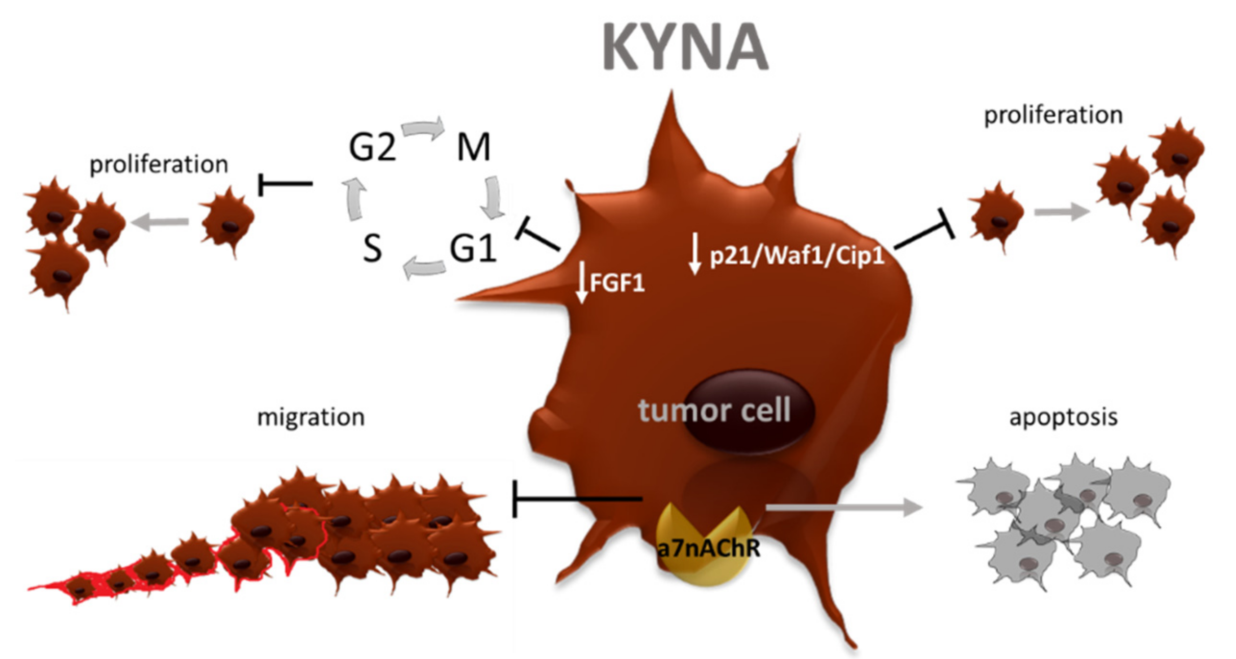Cancers 13 02667 g007 Cancers 13 02667 g007