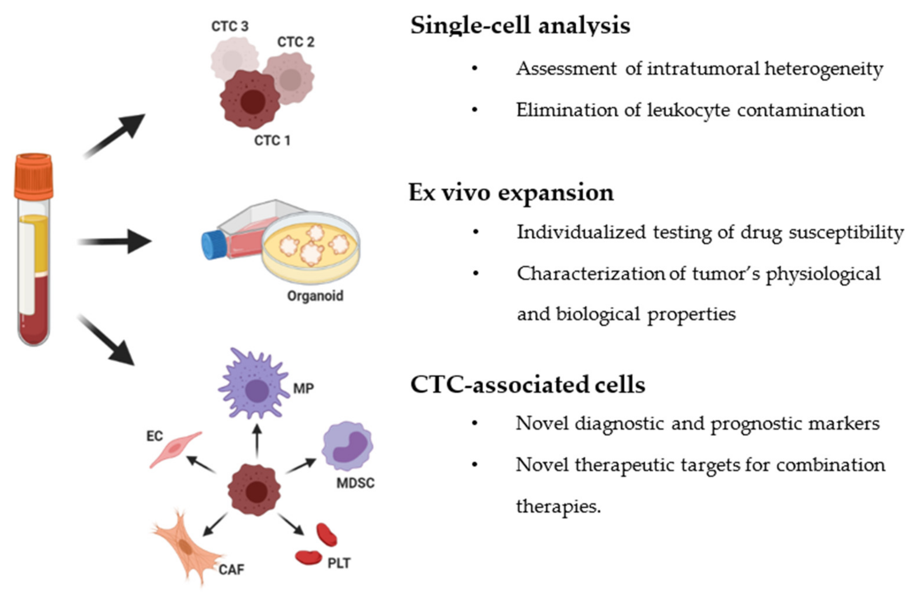 Cancers | Free Full-Text | Circulating Tumor Cells from Enumeration to  Analysis: Current Challenges and Future Opportunities | HTML