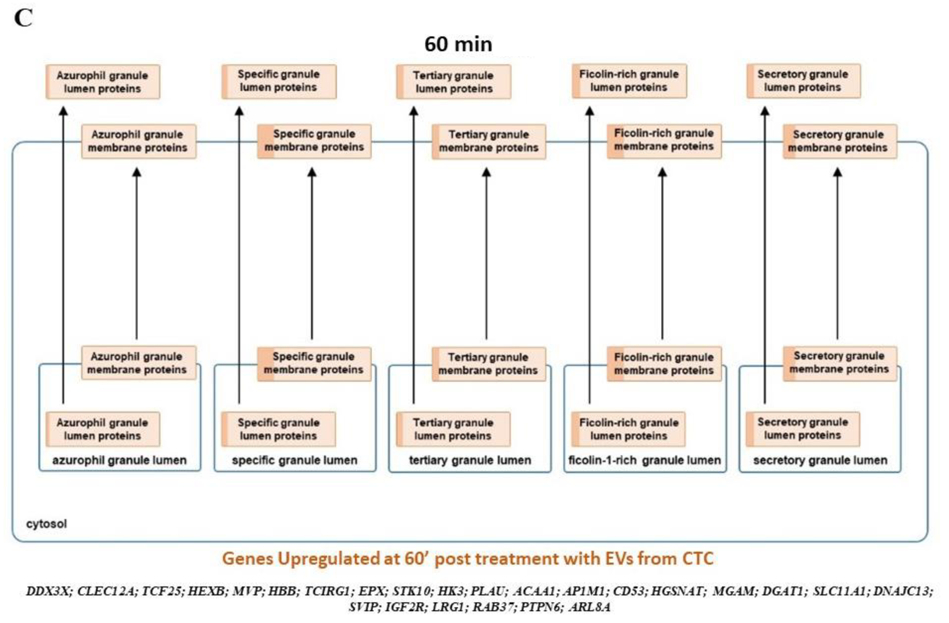 Cancers 13 02727 g004b