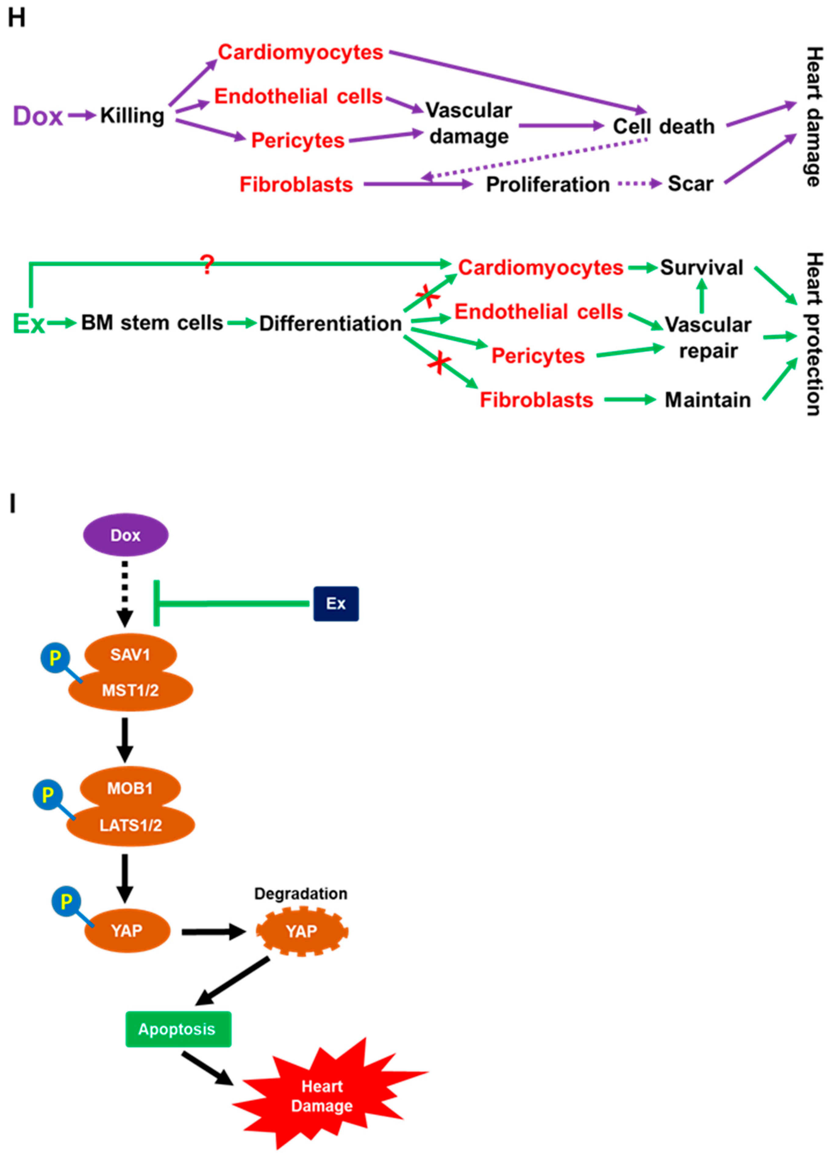 Cancers 13 02740 g008c Cancers 13 02740 g008c