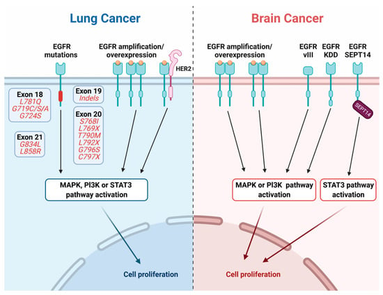 EGFR signaling pathway as therapeutic target in human cancers -  ScienceDirect