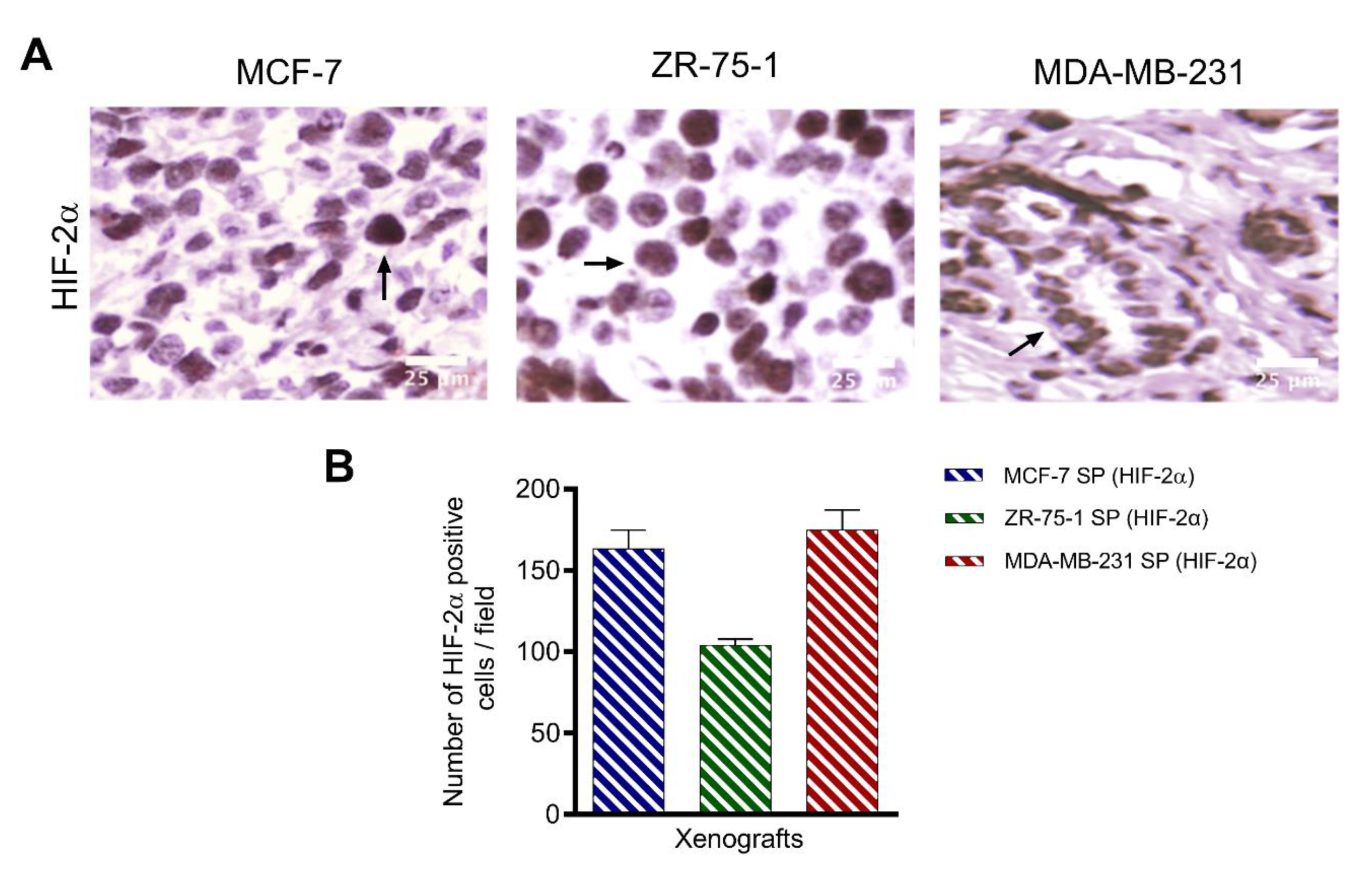 Cancers 13 02784 g010