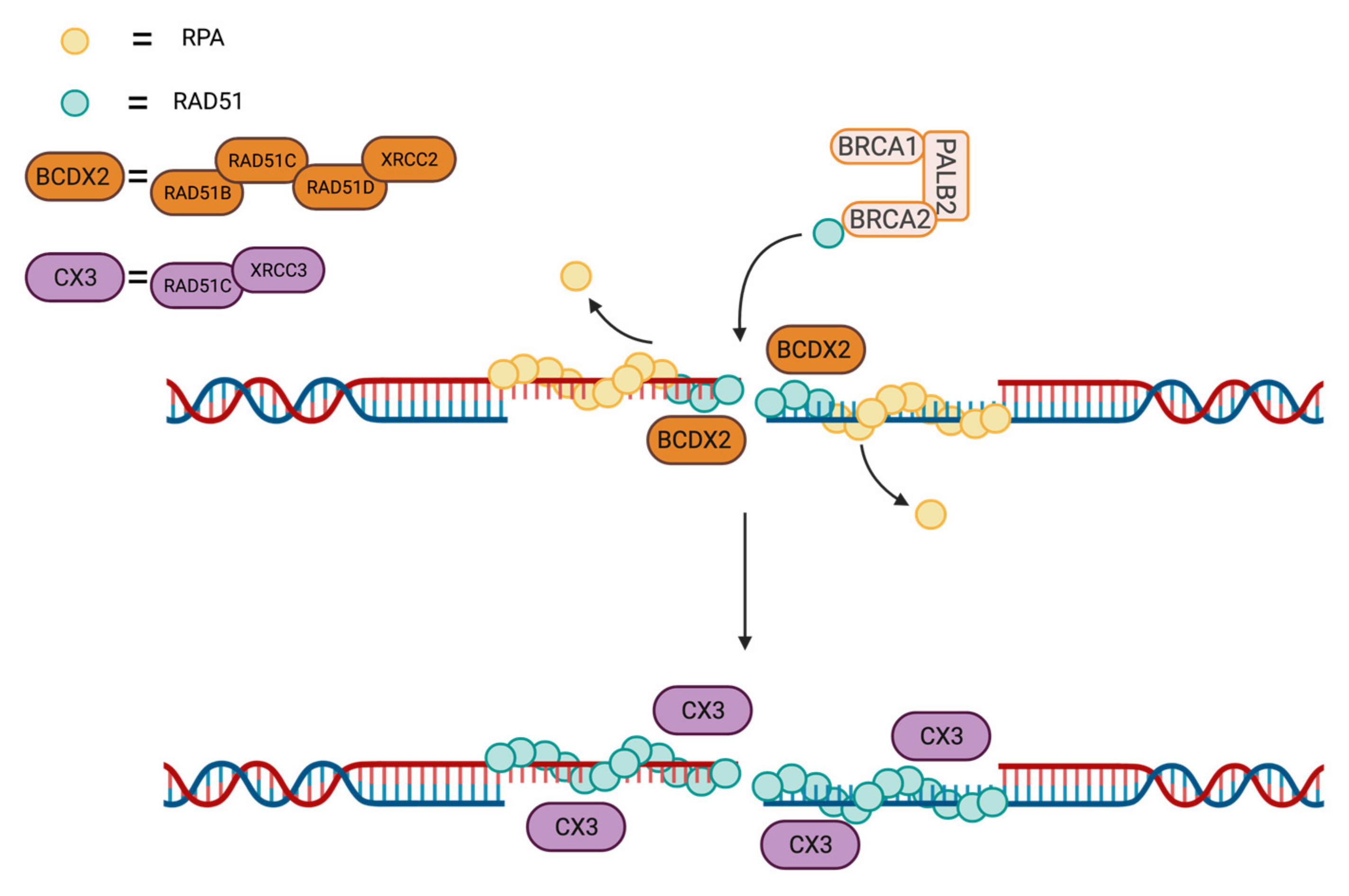 Cancers 13 02930 g005 Cancers 13 02930 g005