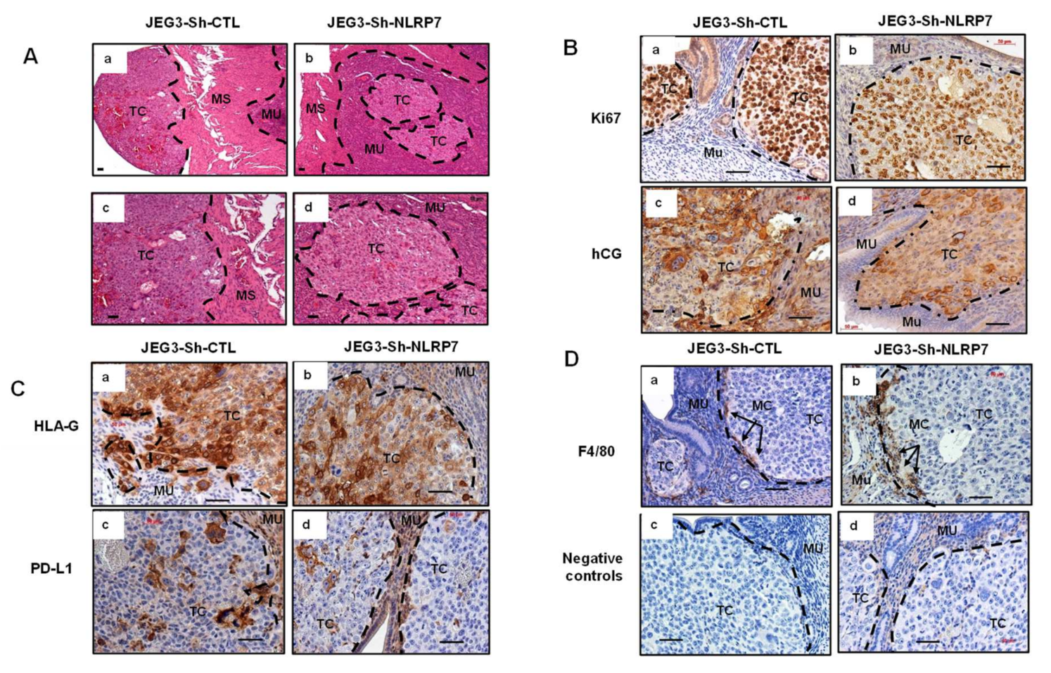 Cancers 13 02999 g006 Cancers 13 02999 g006
