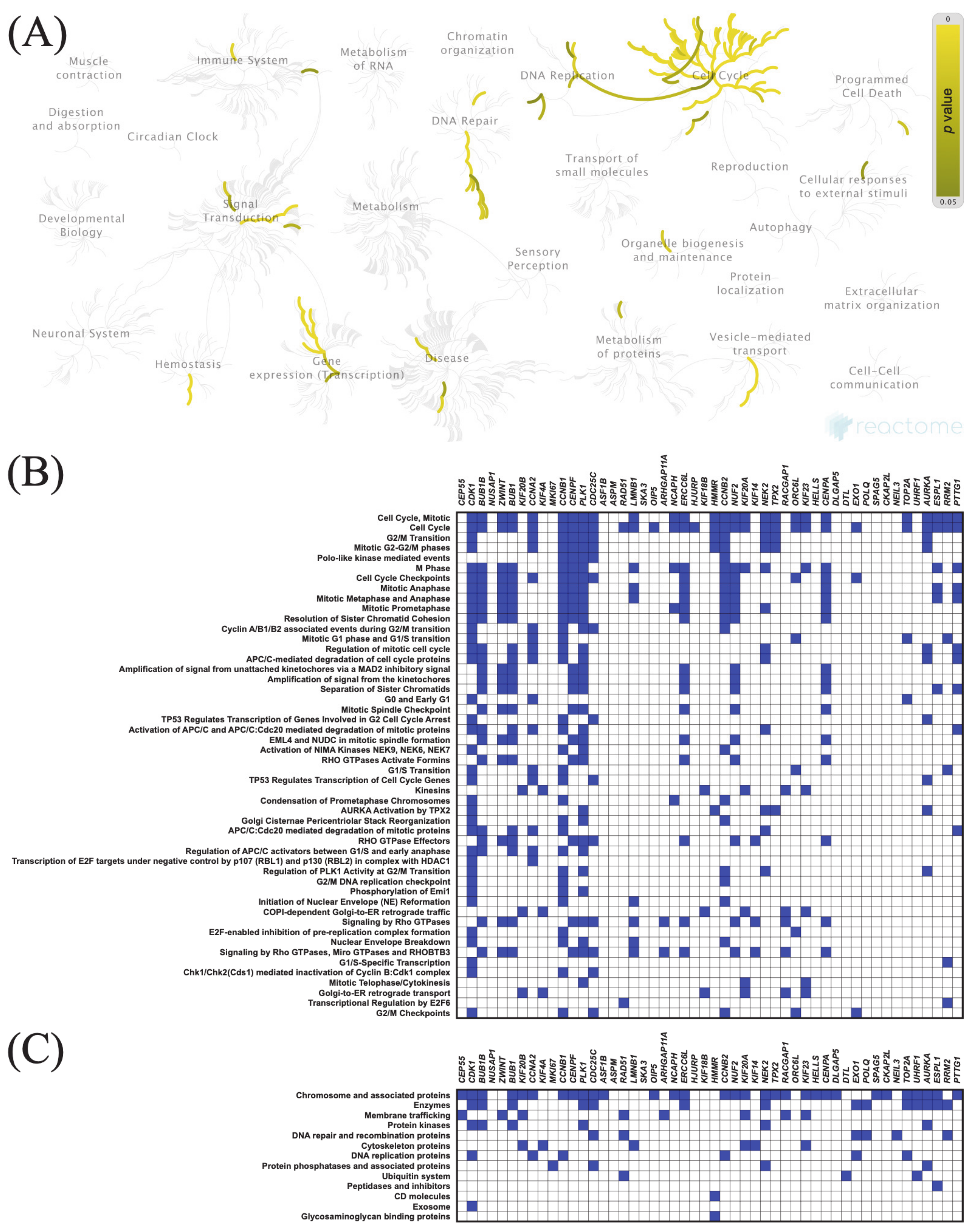 Cancers 13 03017 g005 Cancers 13 03017 g005
