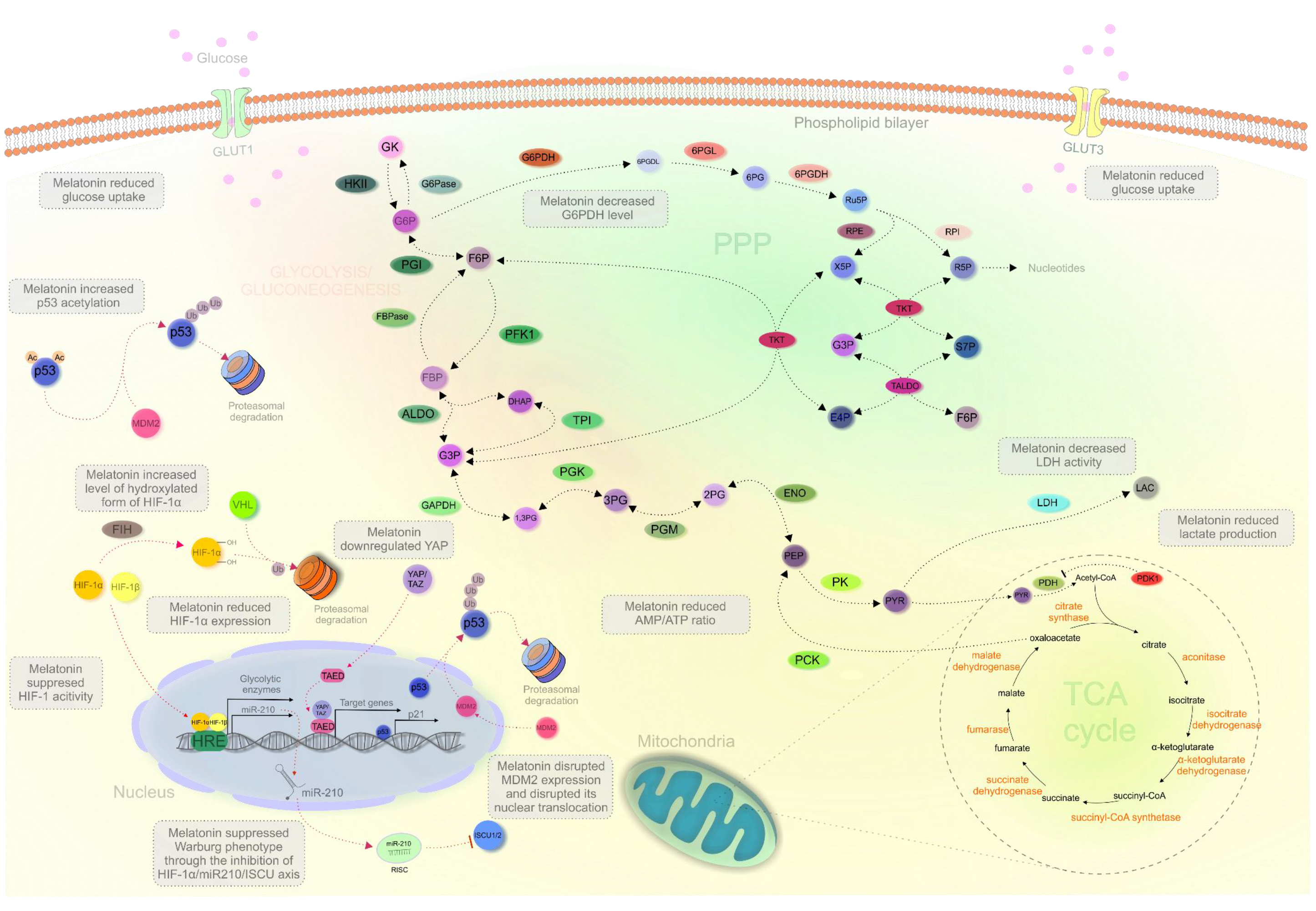 Cancers 13 03018 g002