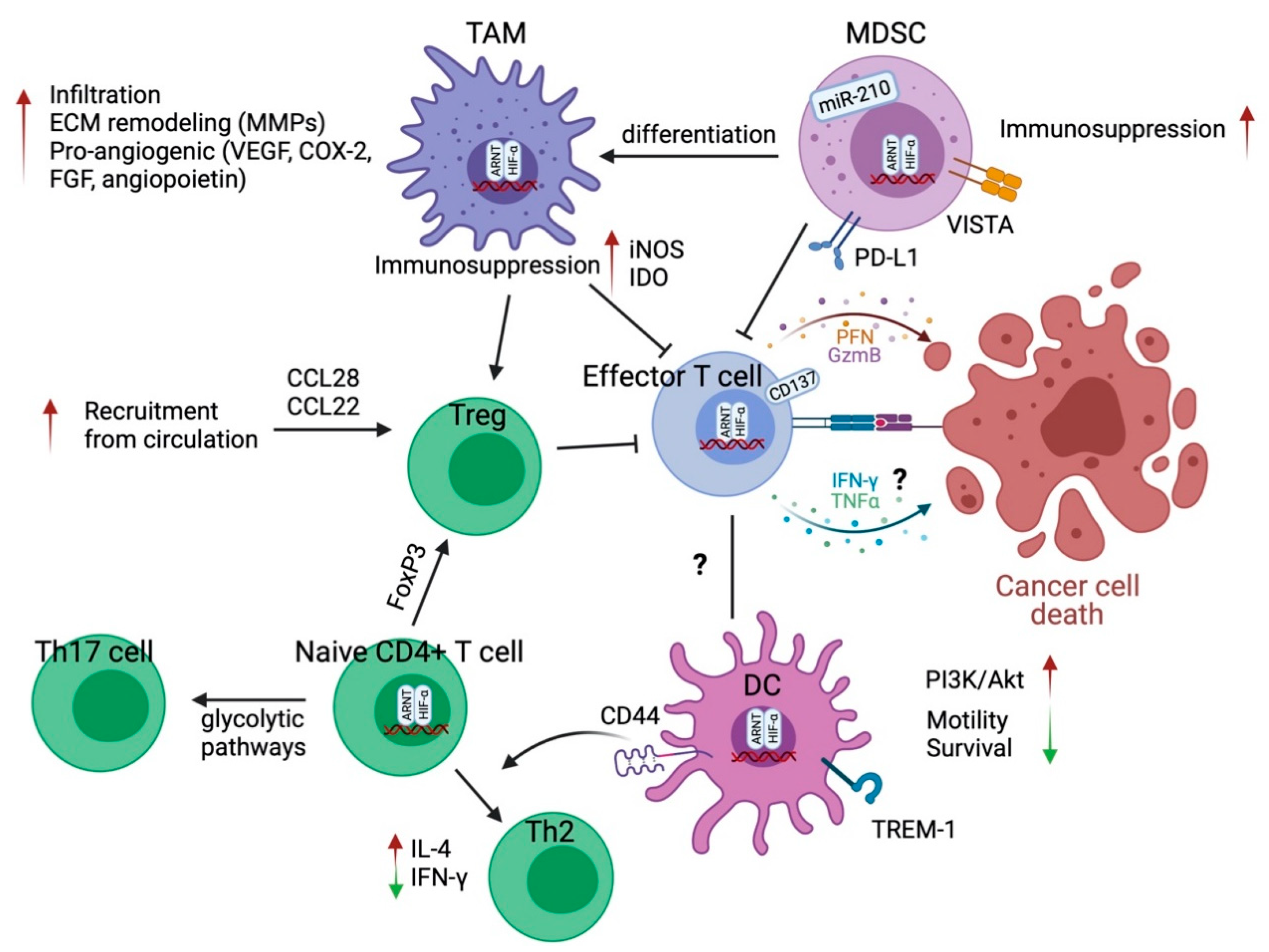 Cancers 13 03070 g002