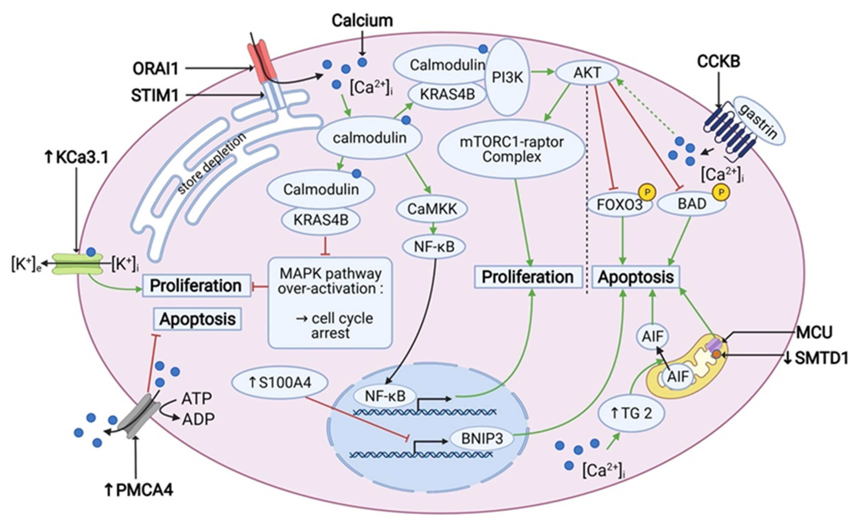 Cancers 13 03085 g002