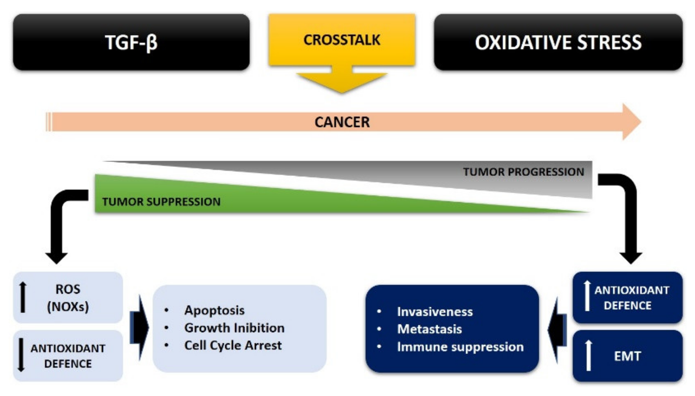 Cancers 13 03093 g002