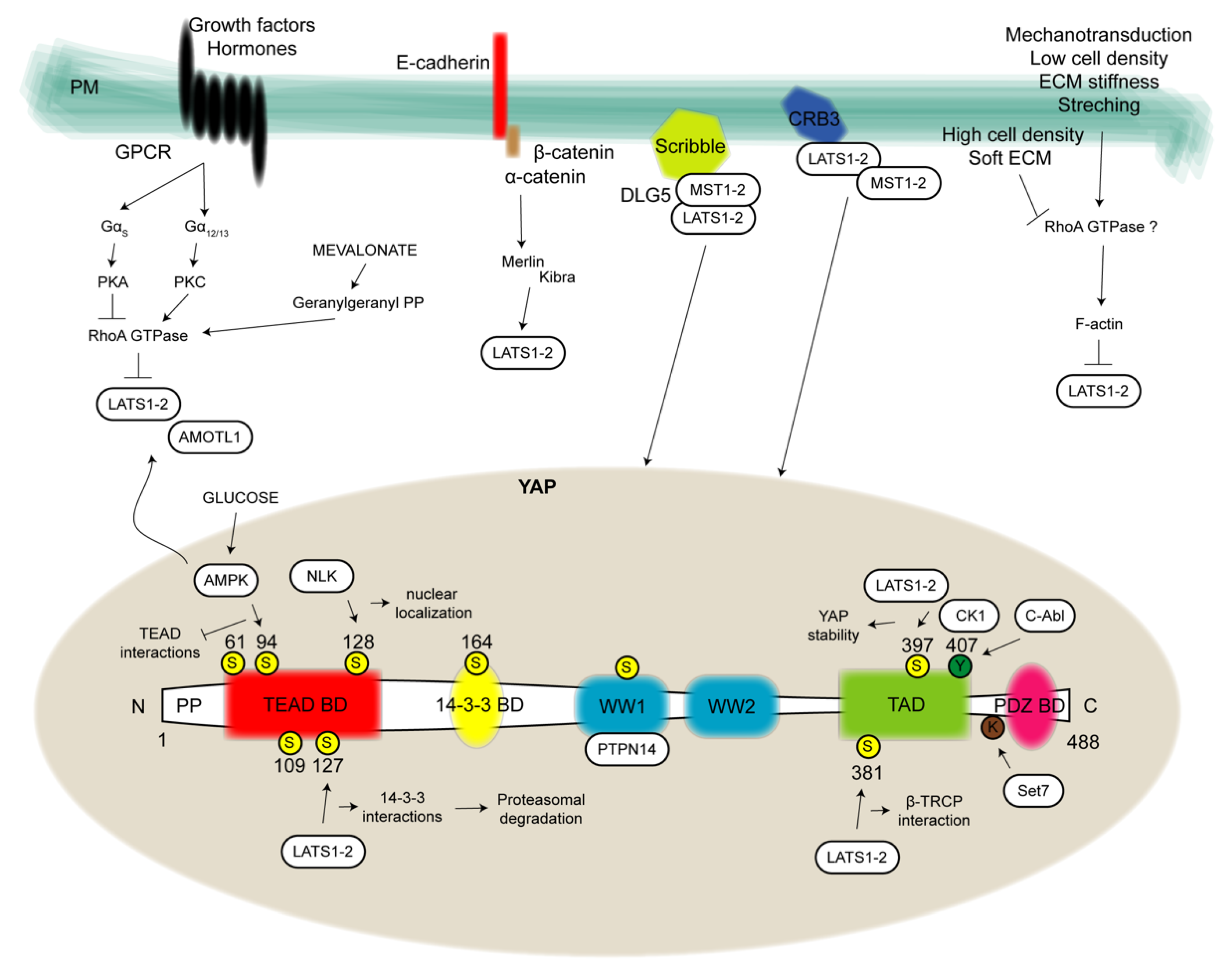 Cancers 13 03100 g002