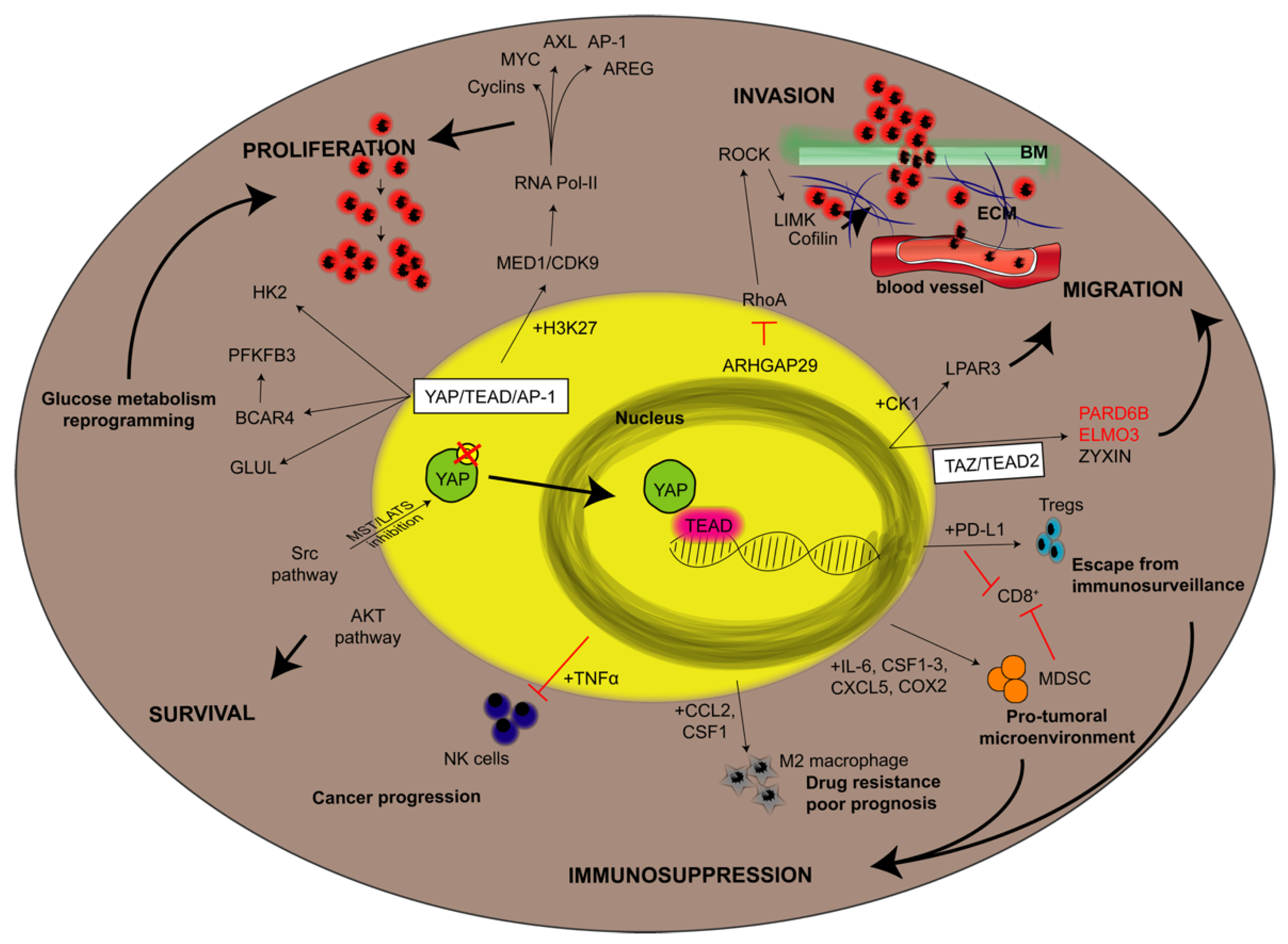 Cancers 13 03100 g003