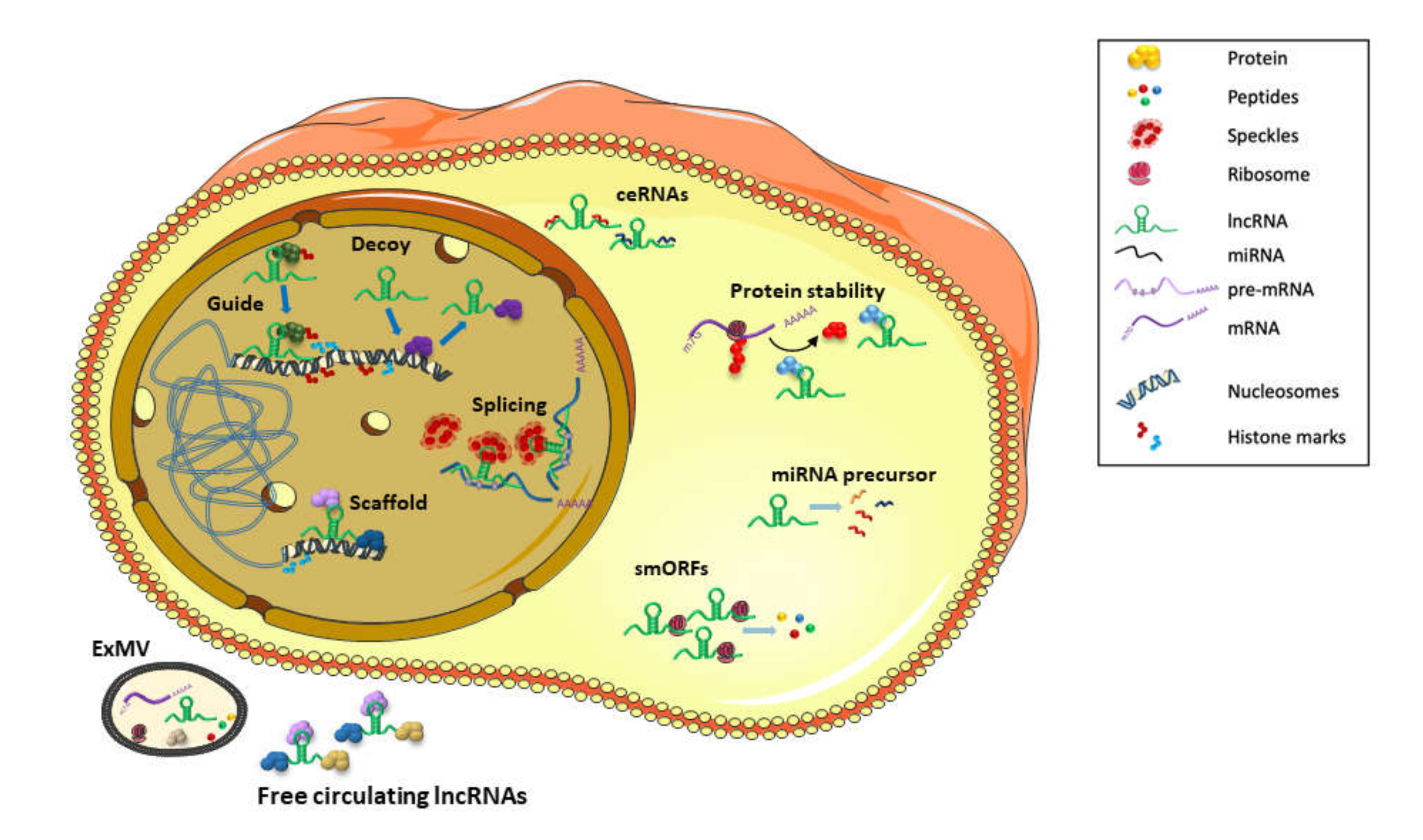 Cancers | Free Full-Text | The lncRNAs in HBV-Related HCCs: Targeting  Chromatin Dynamics and Beyond