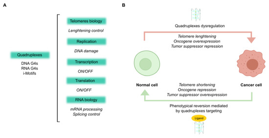 Cancers | Free Full-Text | Quadruplex Ligands In Cancer Therapy