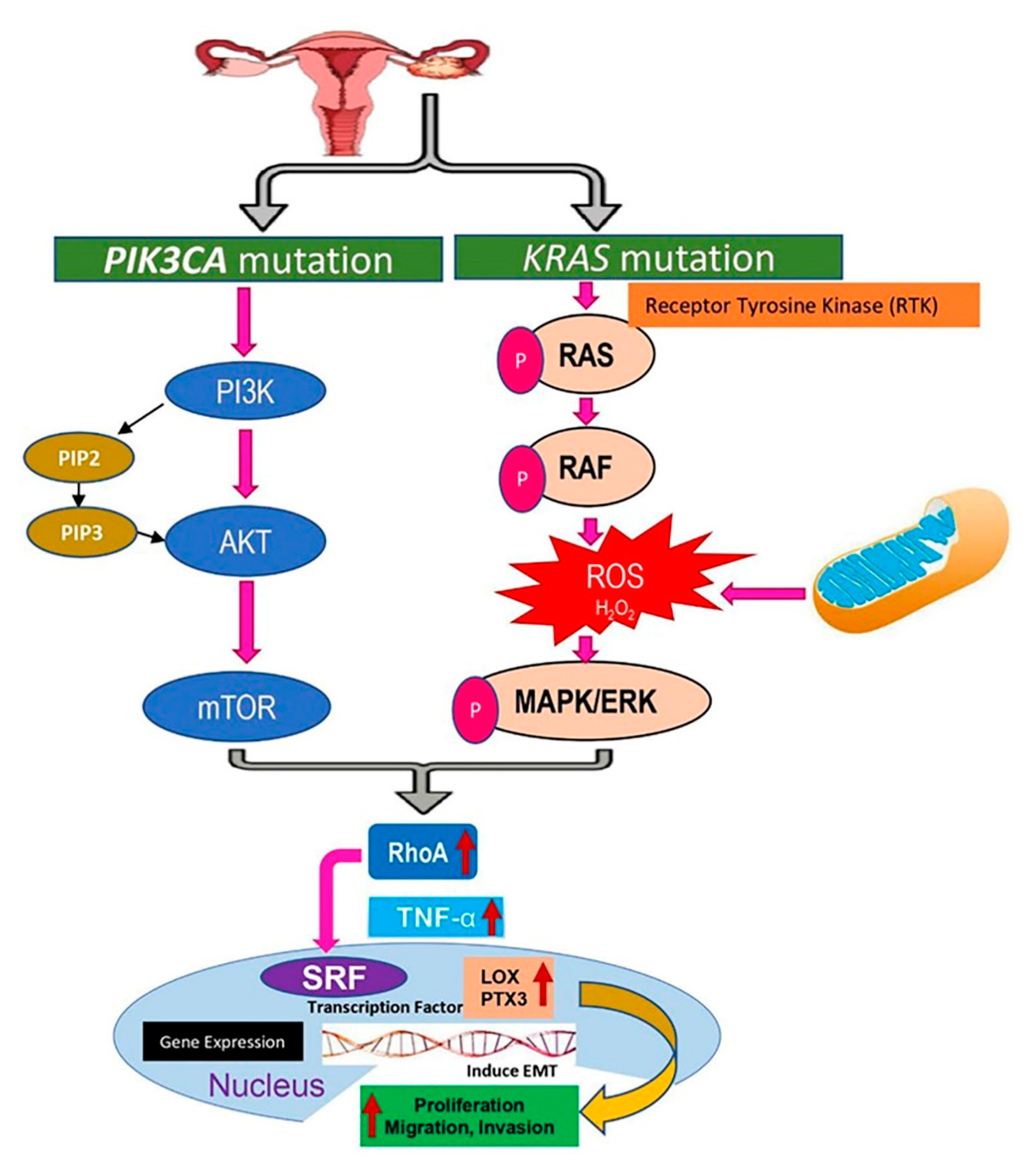 Pik3ca мутация при раке молочной железы