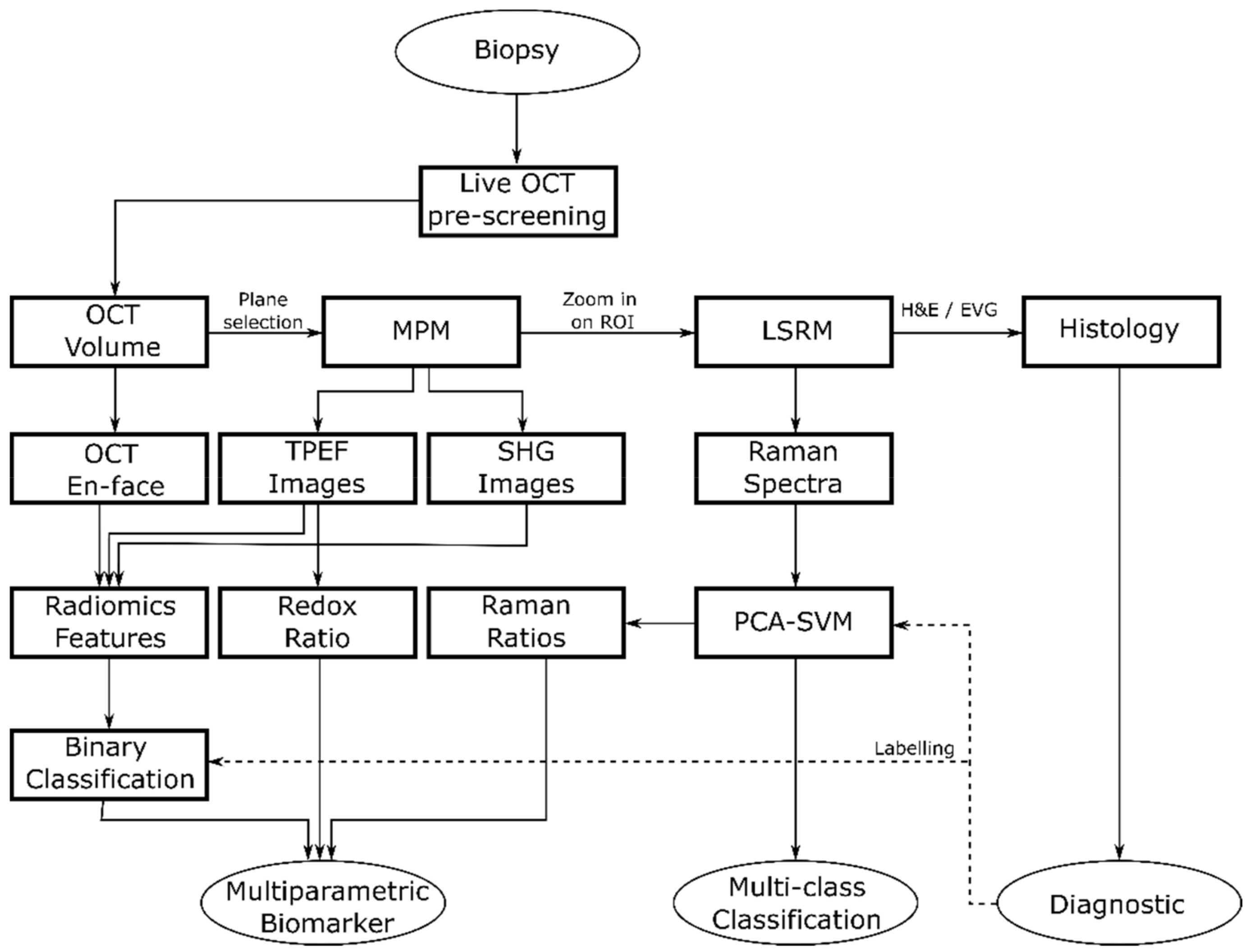 Cancers 13 03234 g002