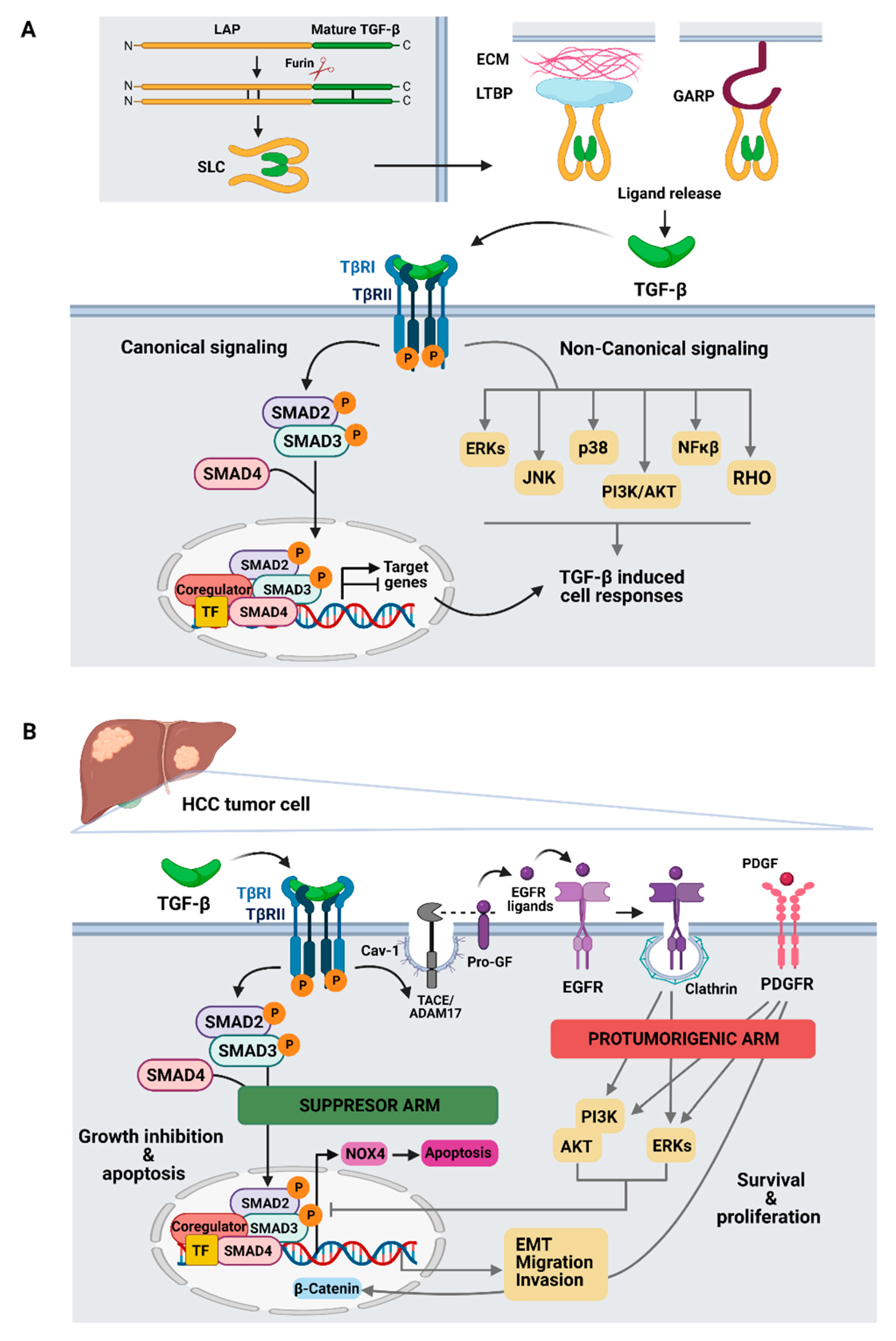 Cancers Free Full Text The Tgf B Pathway A Pharmacological Target In Hepatocellular Carcinoma Html