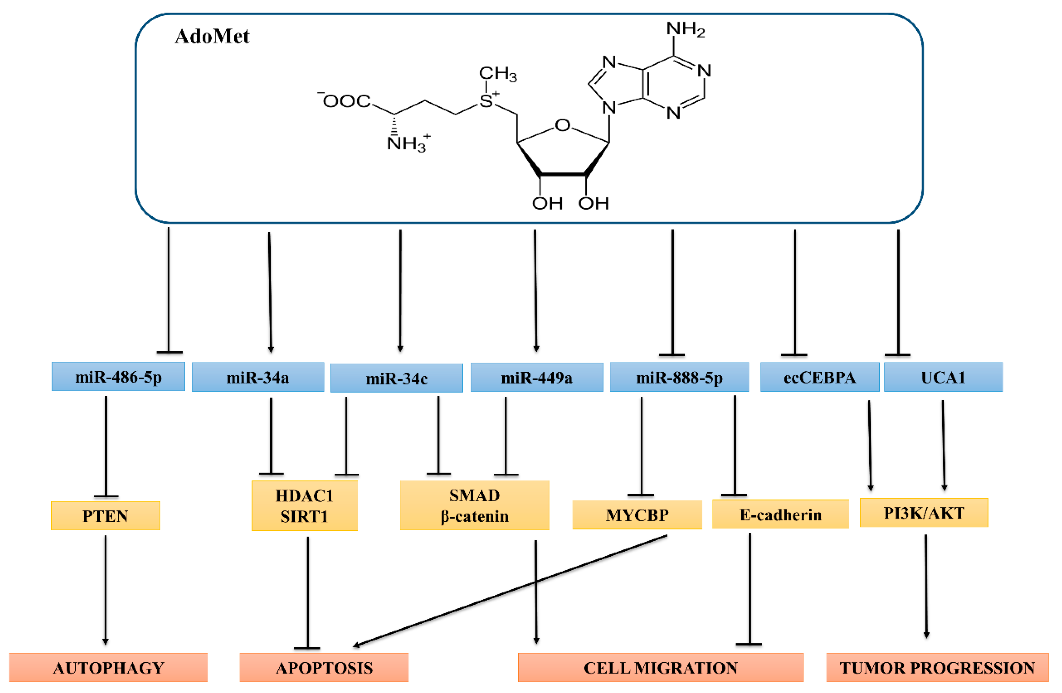 MiR-34c affects NPC cell proliferation, migration and i