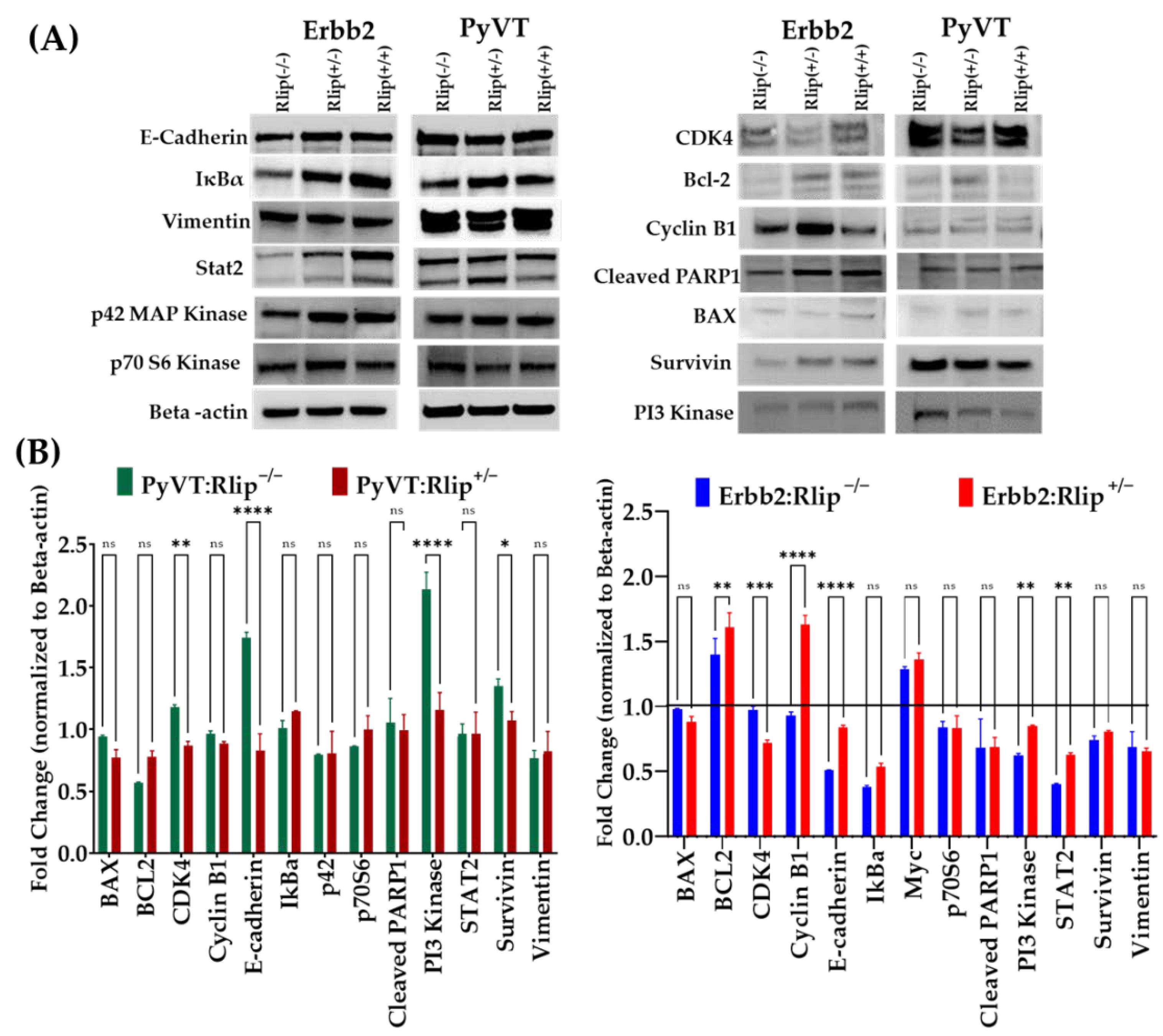 Cancers 13 03329 g006 Cancers 13 03329 g006
