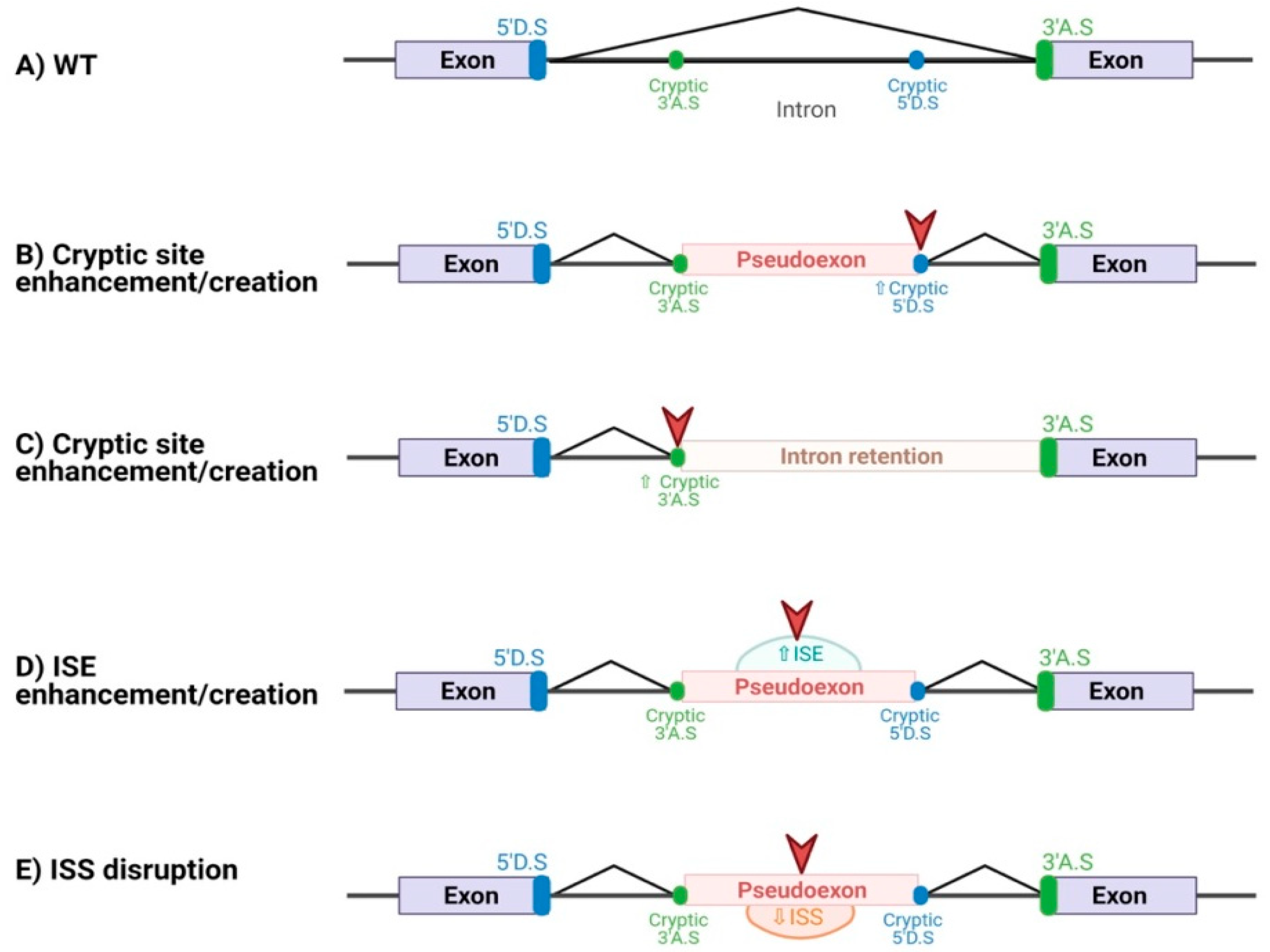 Repressive elements co-evolve with splice site sequences at cryptic