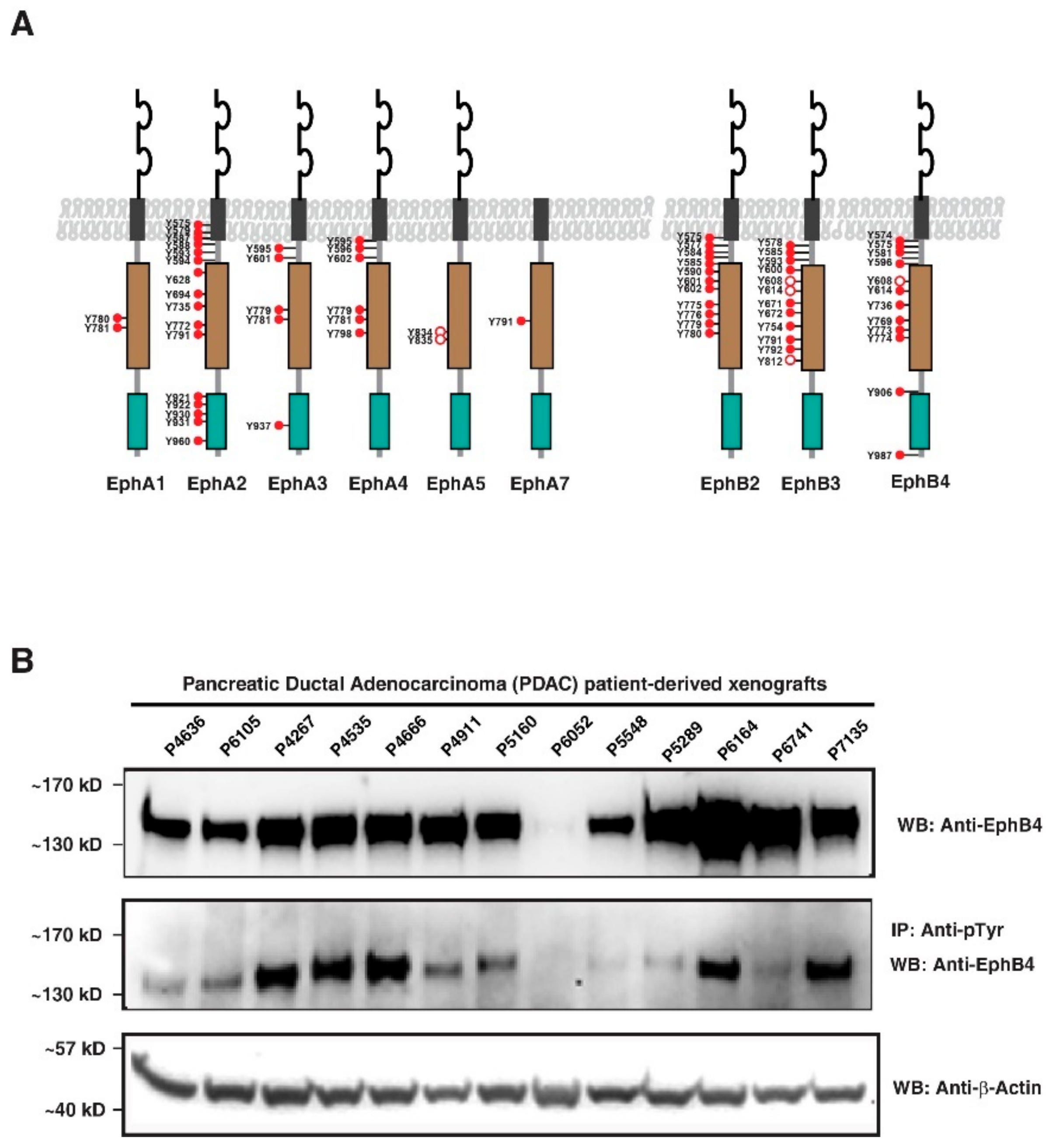 Cancers 13 03404 g004