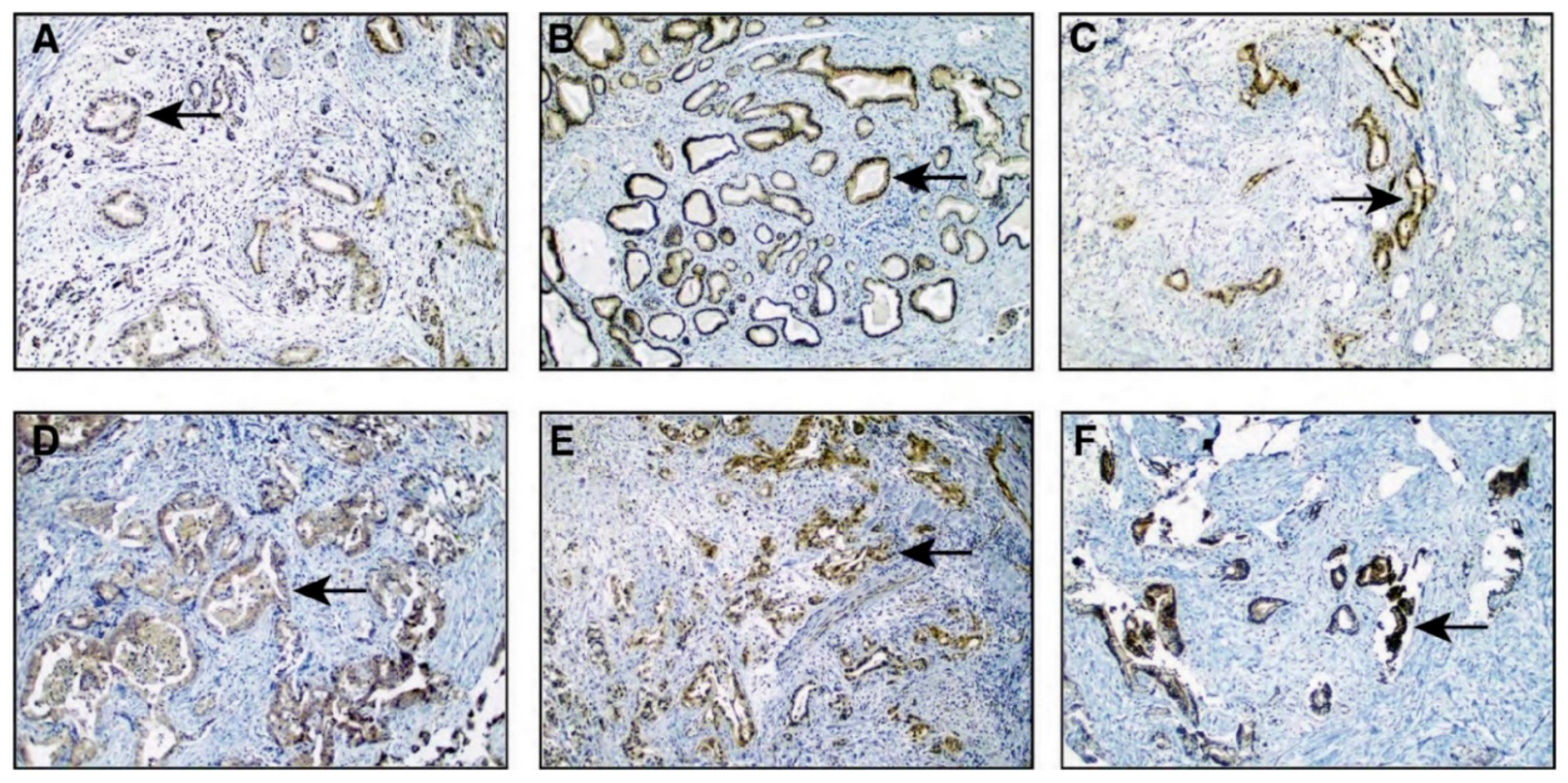 Cancers 13 03404 g007