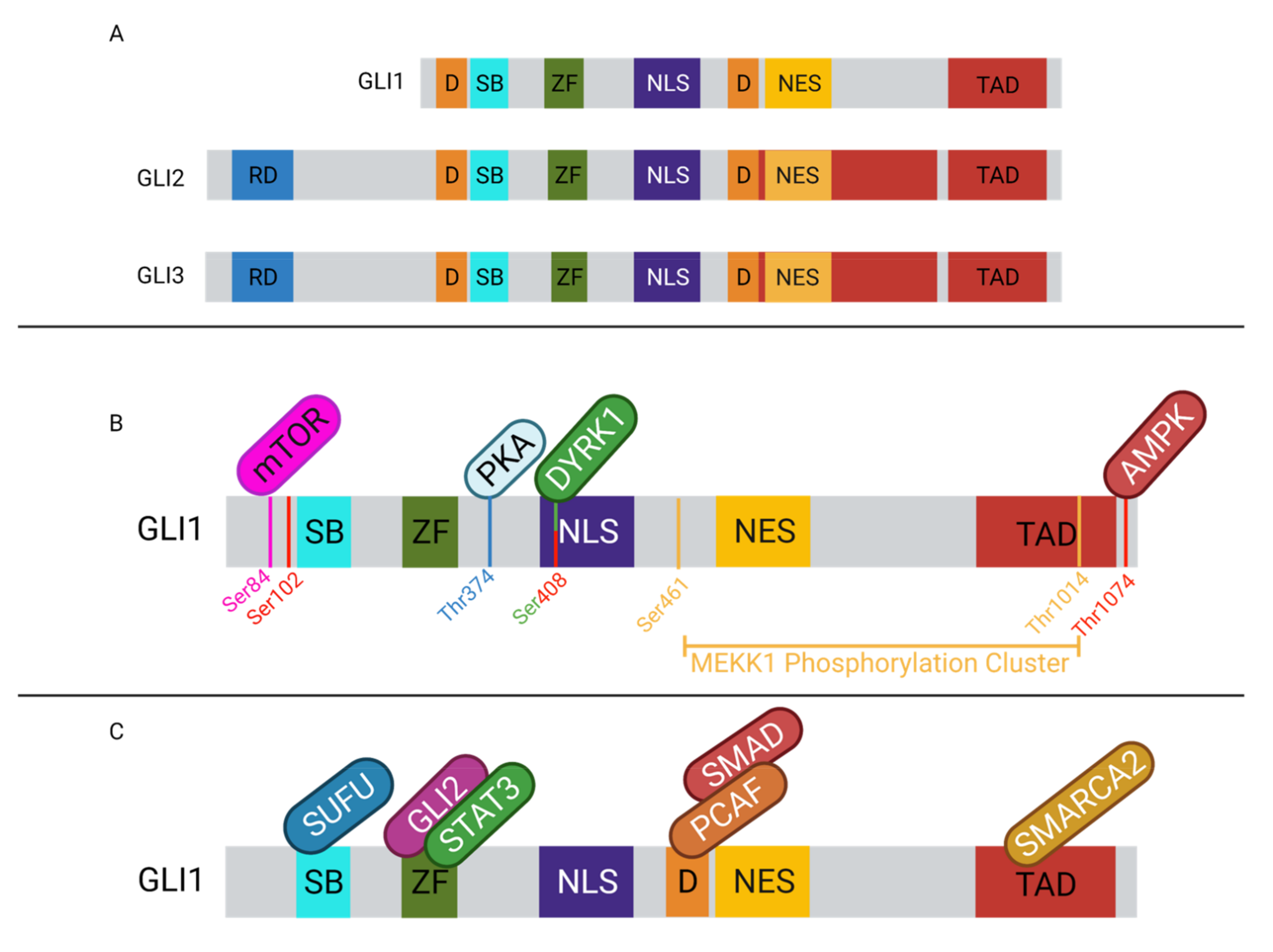 Cancers Free Full Text Hedgehog GLI Signaling Pathway