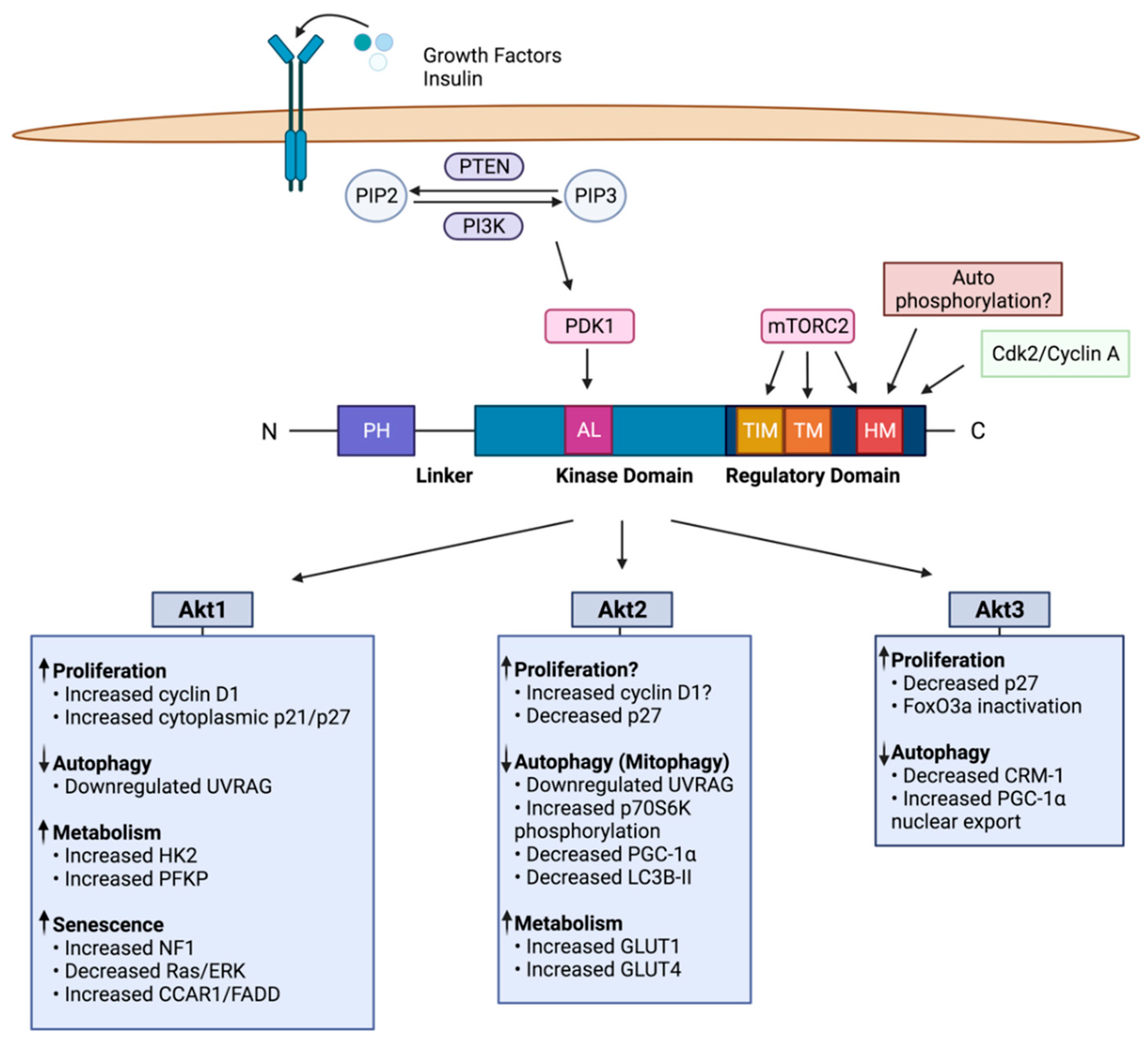 Cancers | Free Full-Text | Akt Isoforms: A Family Affair in Breast Cancer |  HTML