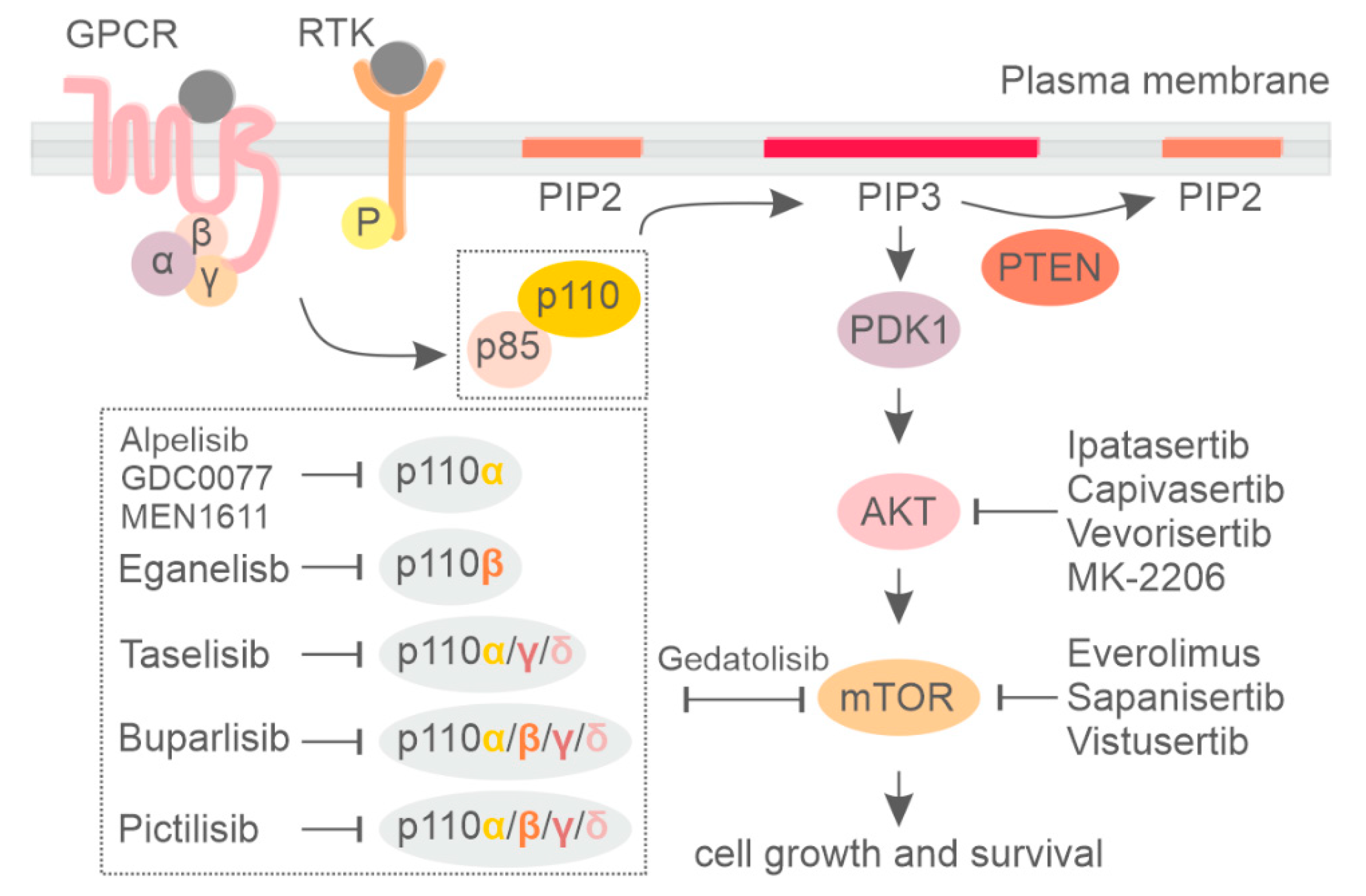 Cancers | Free Full-Text | Targeting PI3K/AKT/mTOR Signaling Pathway in  Breast Cancer | HTML