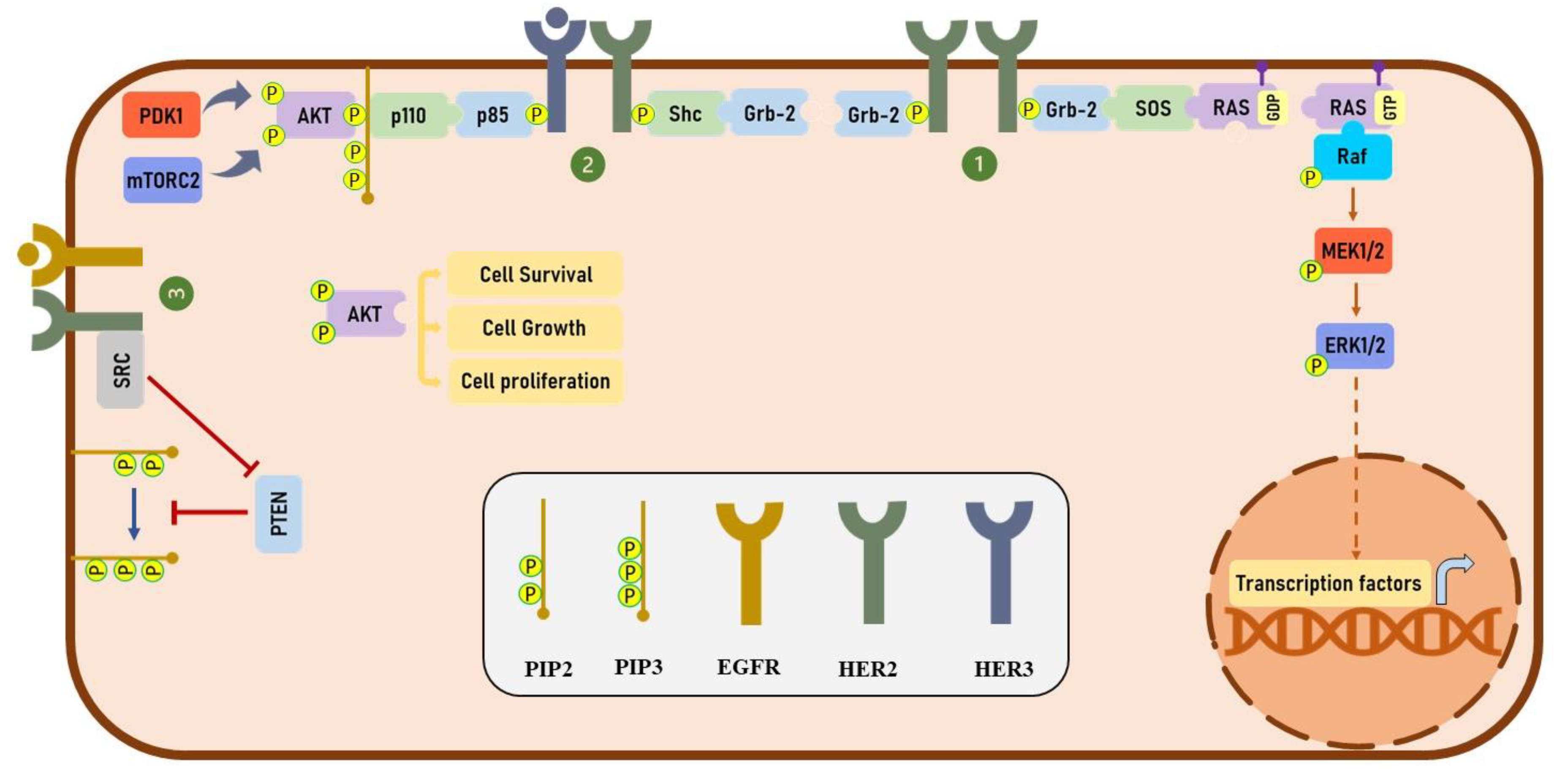 Cancers 13 03540 g002