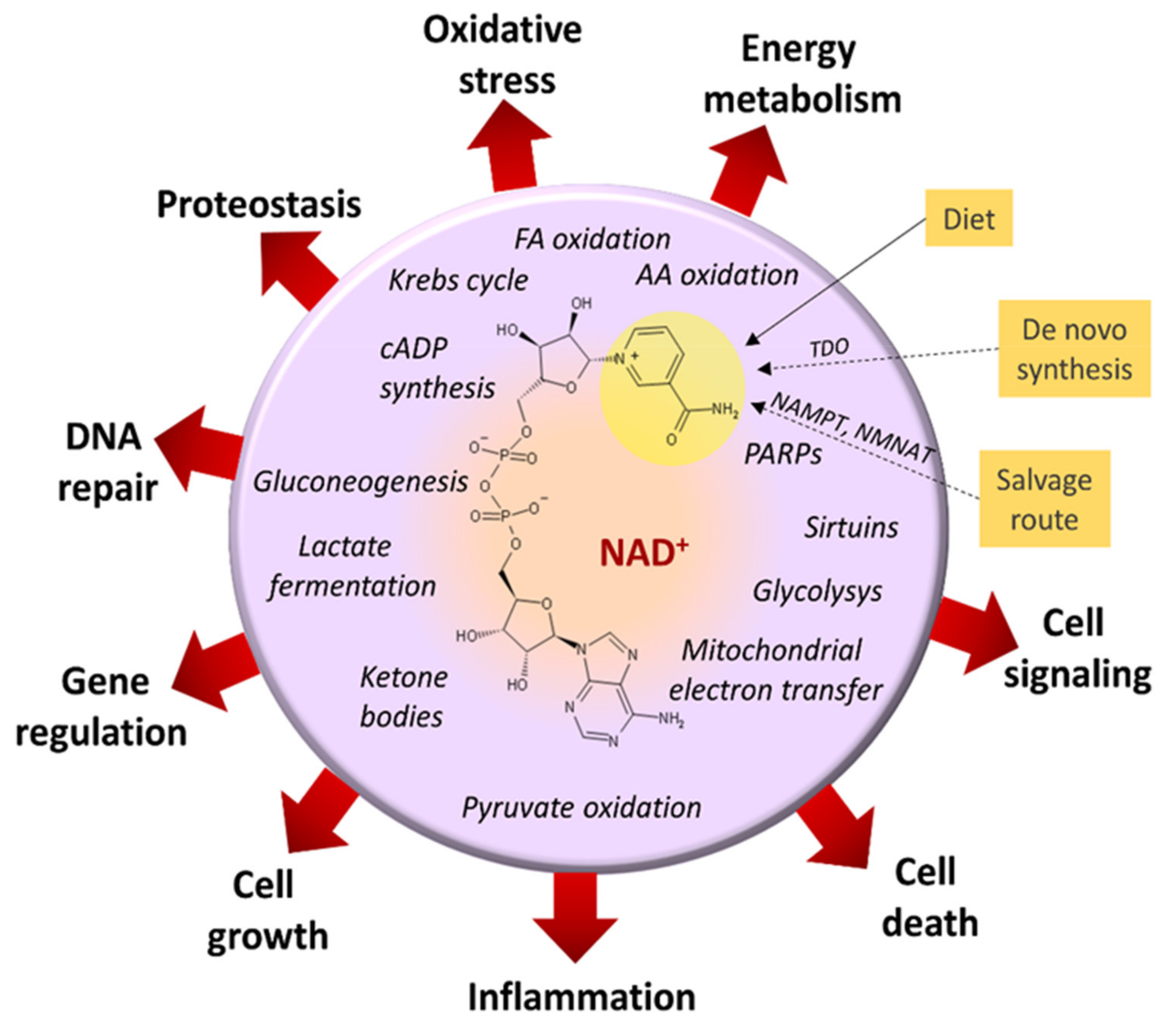 Cancers 13 03548 g003