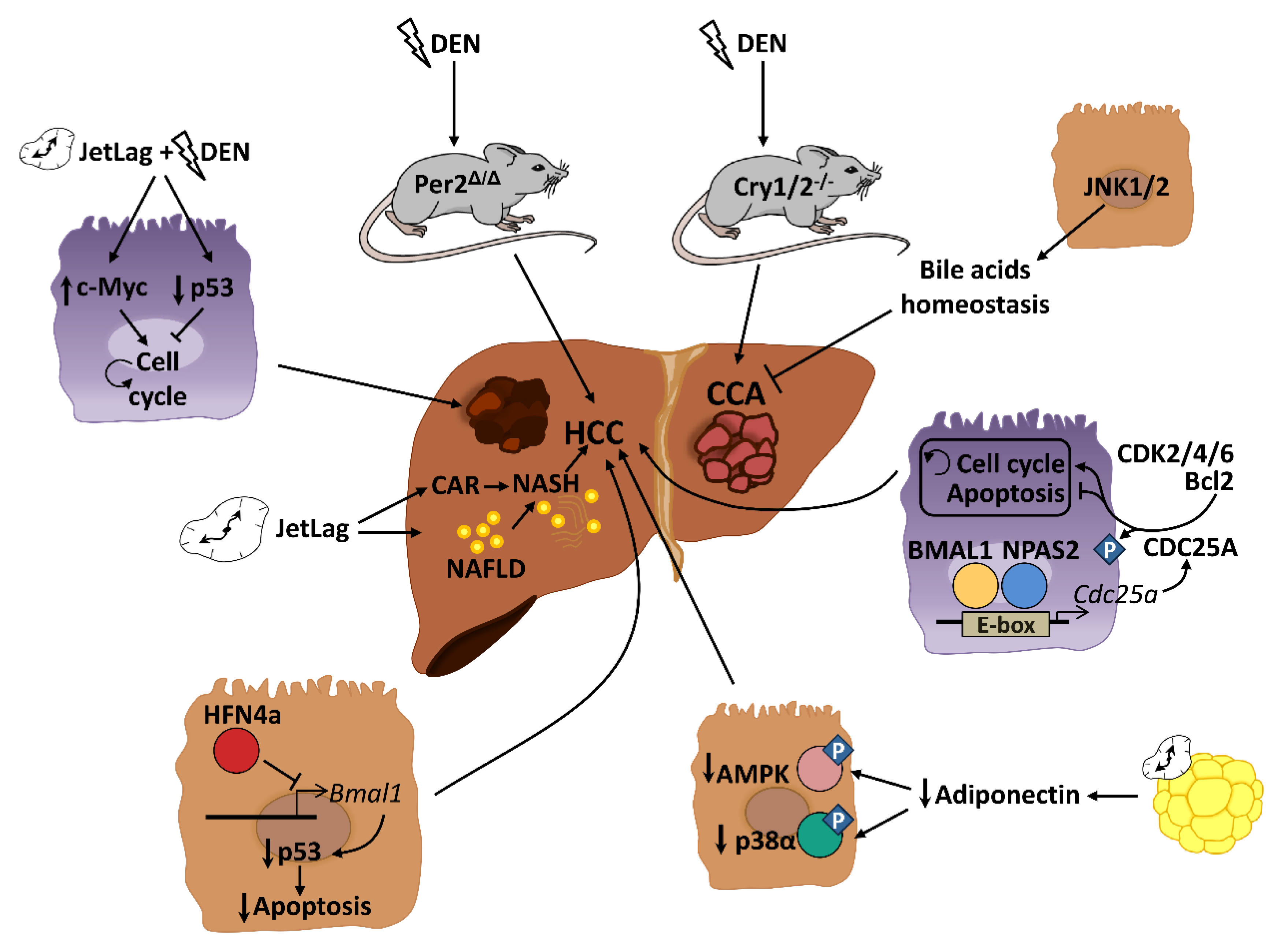 Cancers 13 03631 g002