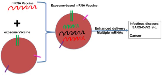 Cancers | Free Full-Text | DC-Derived Exosomes for Cancer Immunotherapy