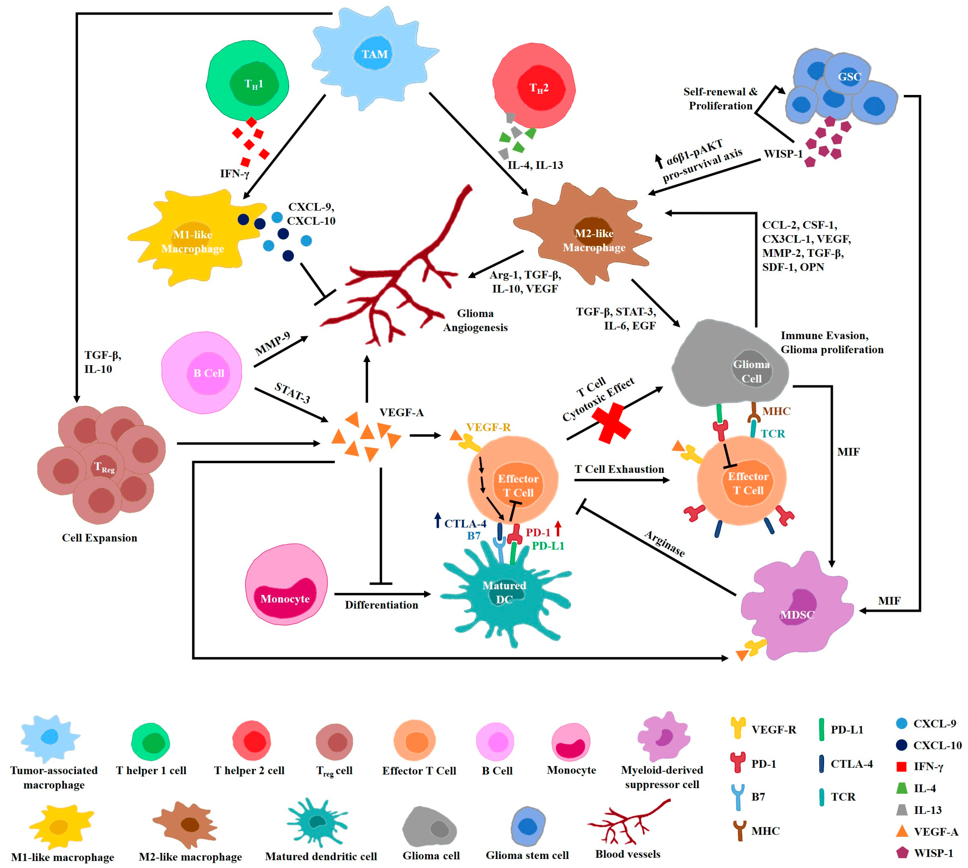 Cancers | Free Full-Text | Recent Advances in Glioma Therapy 